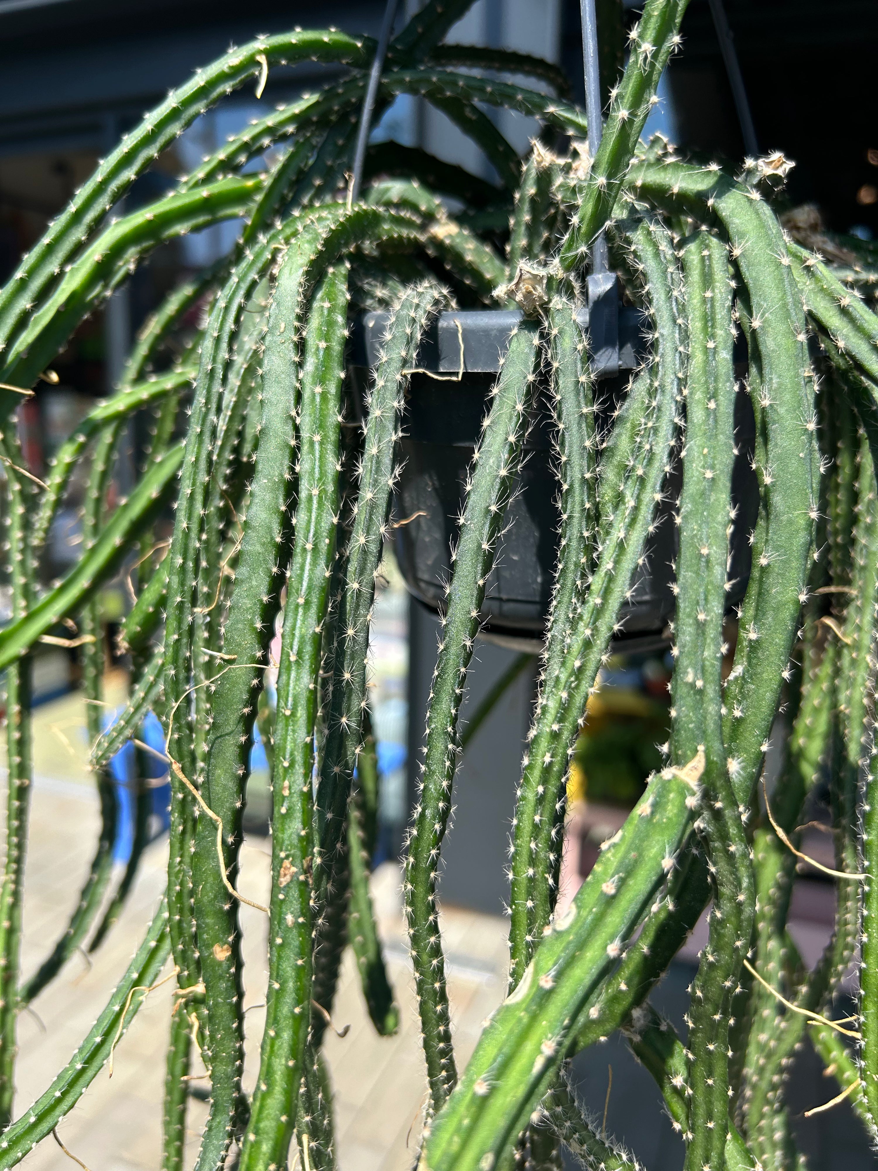 Selenicereus Grandifflorus