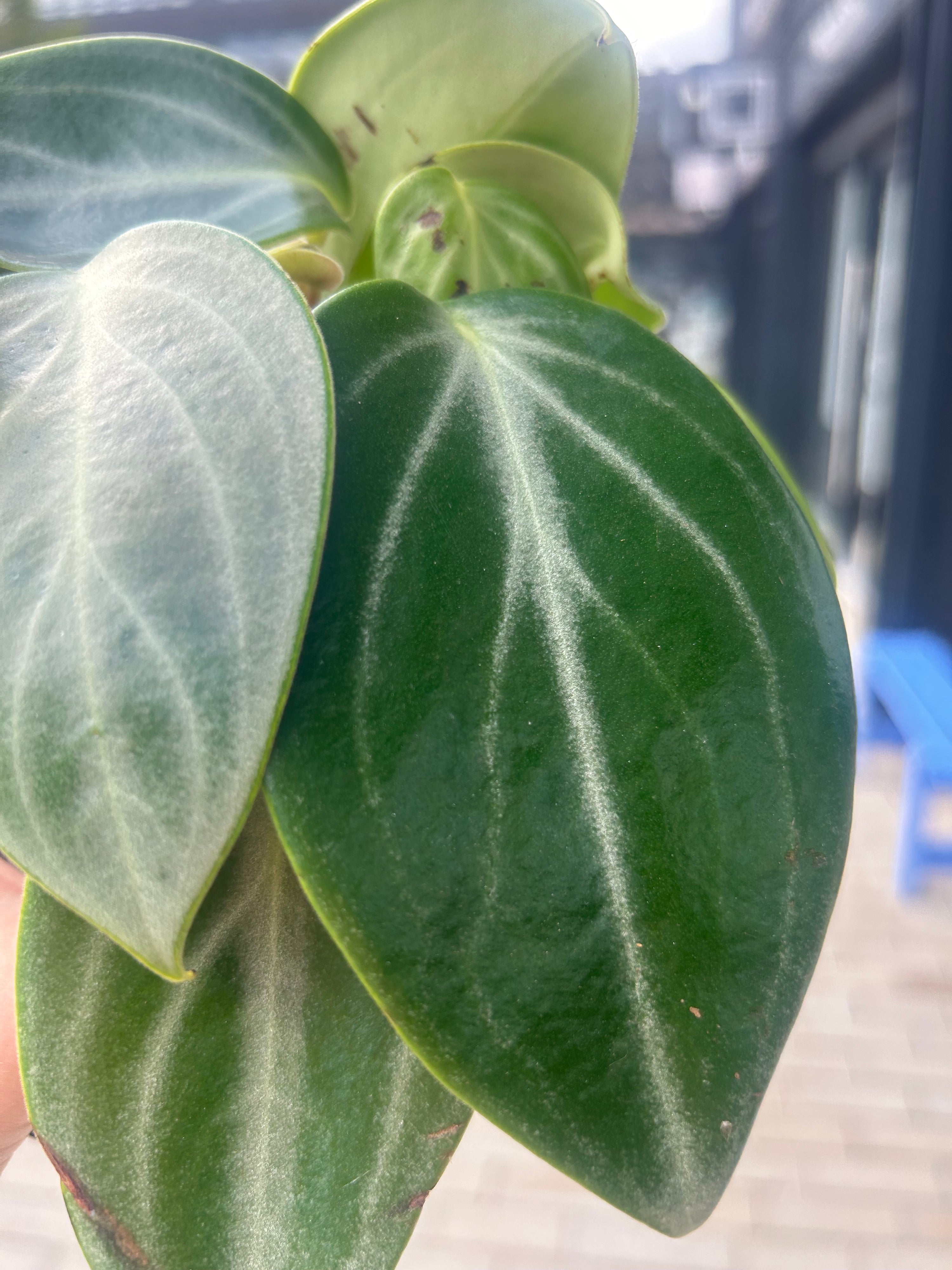 Peperomia Sarcophylla
