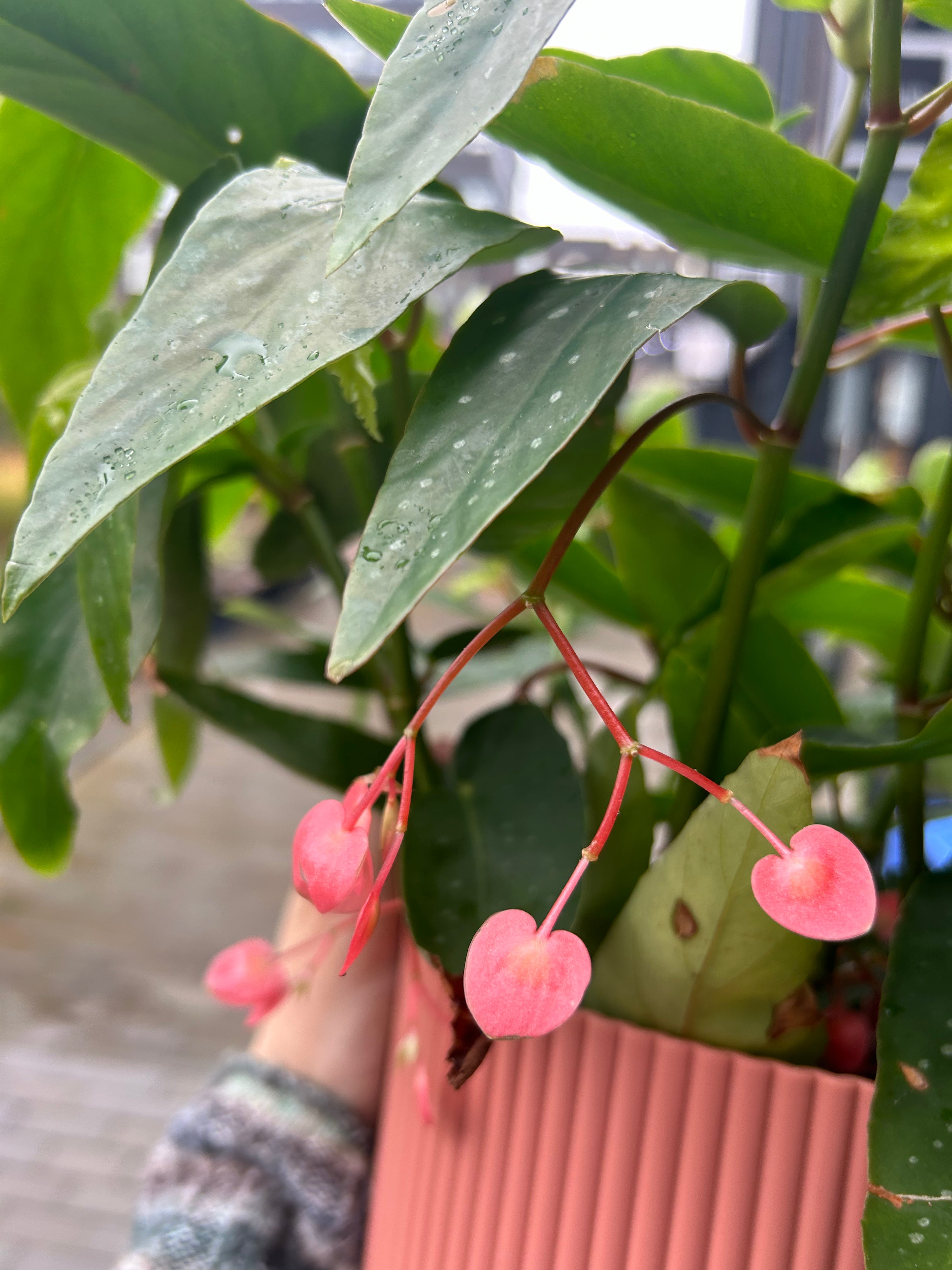 Begonia Tamaya
