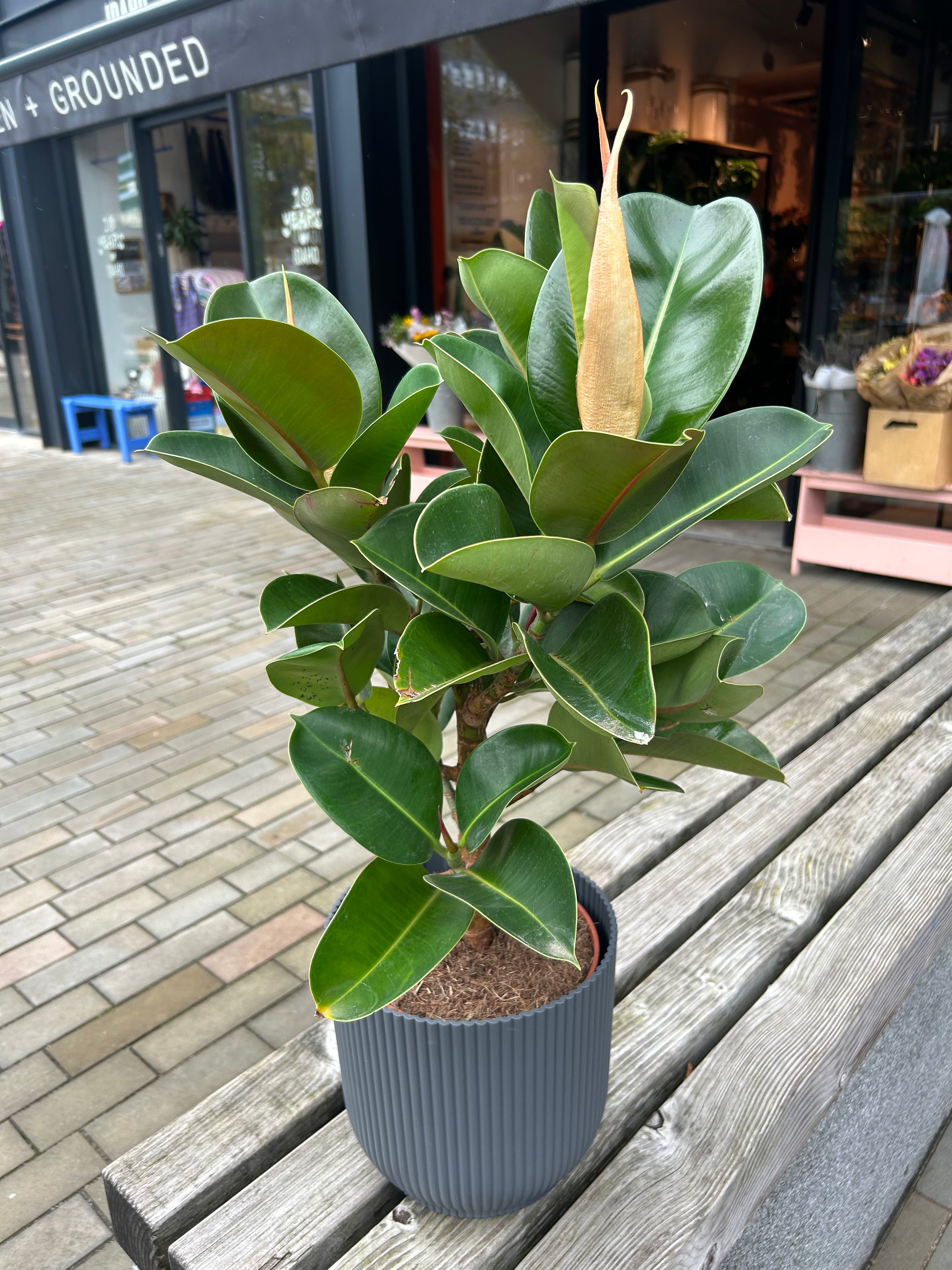 Ficus elastica Cloe