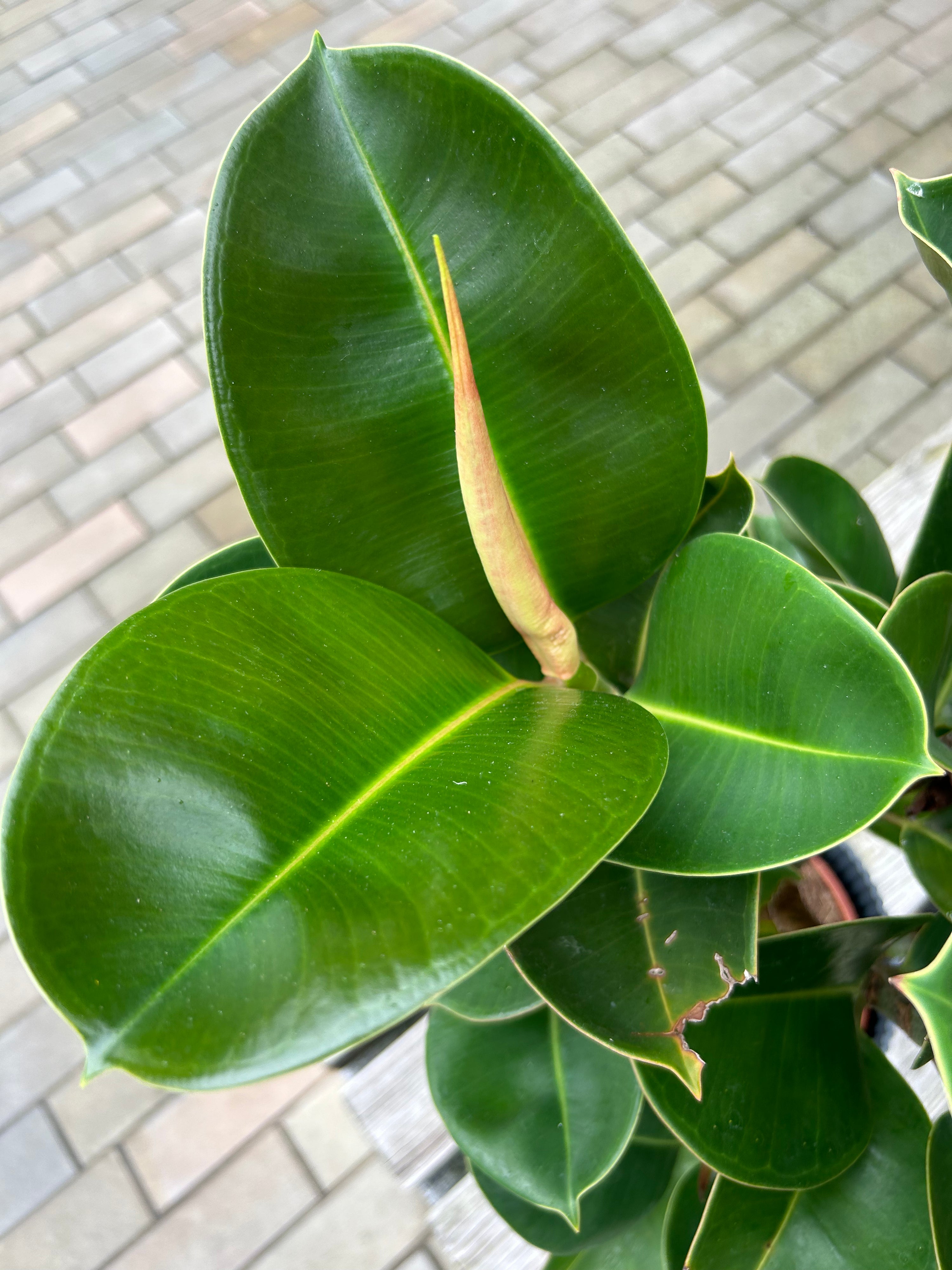 Ficus elastica Cloe