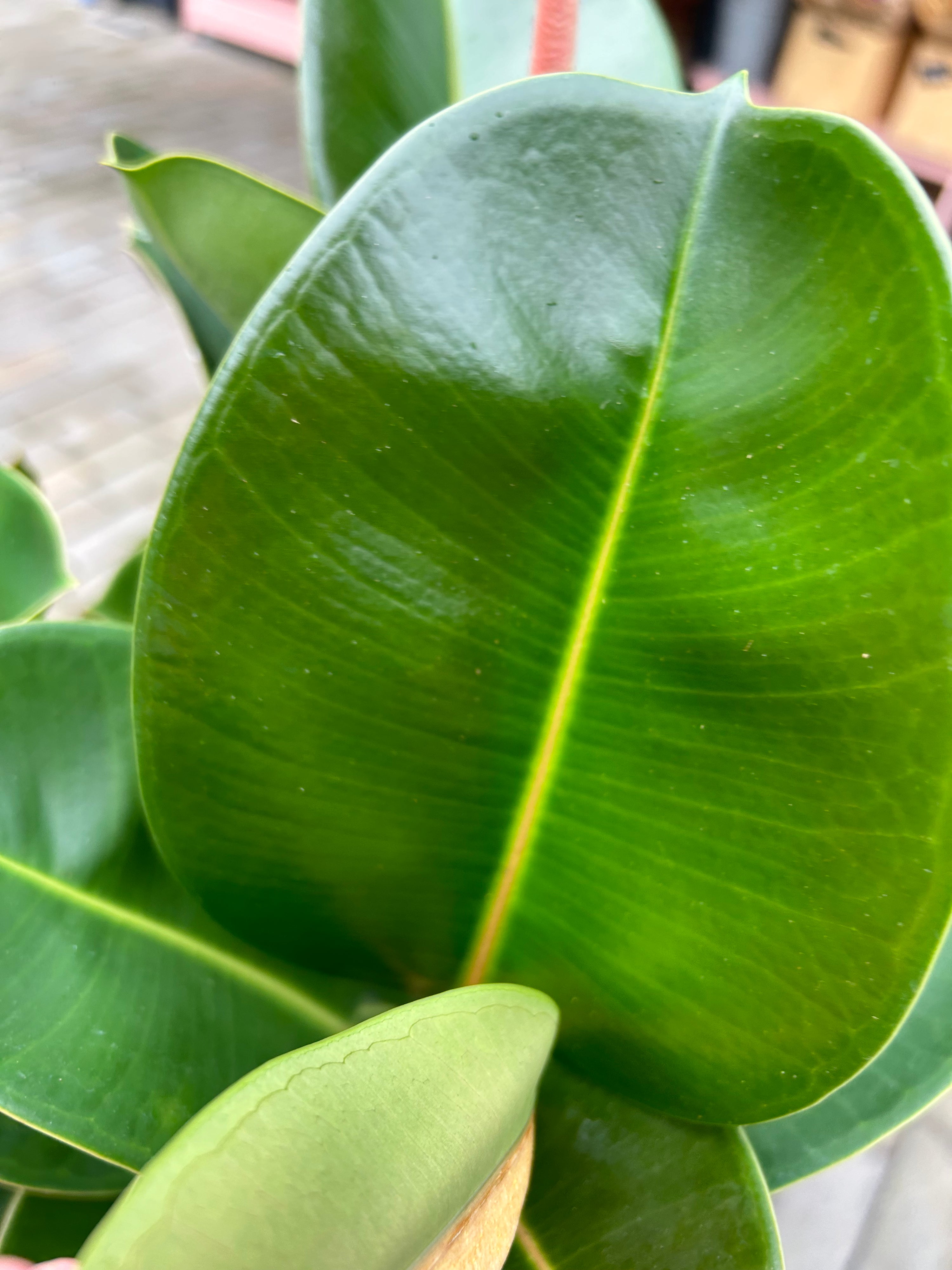 Ficus elastica Cloe