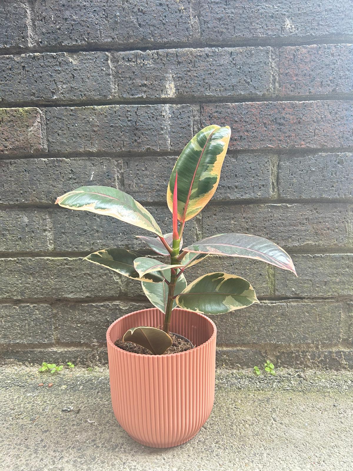Ficus elastica Belize