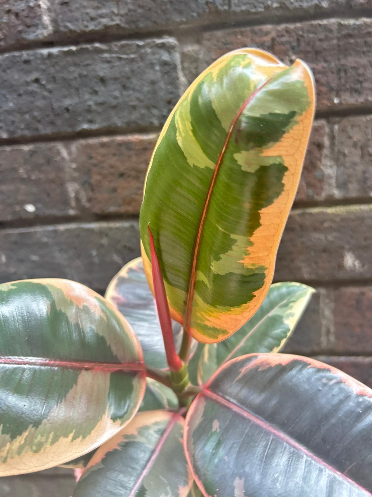 Ficus elastica Belize