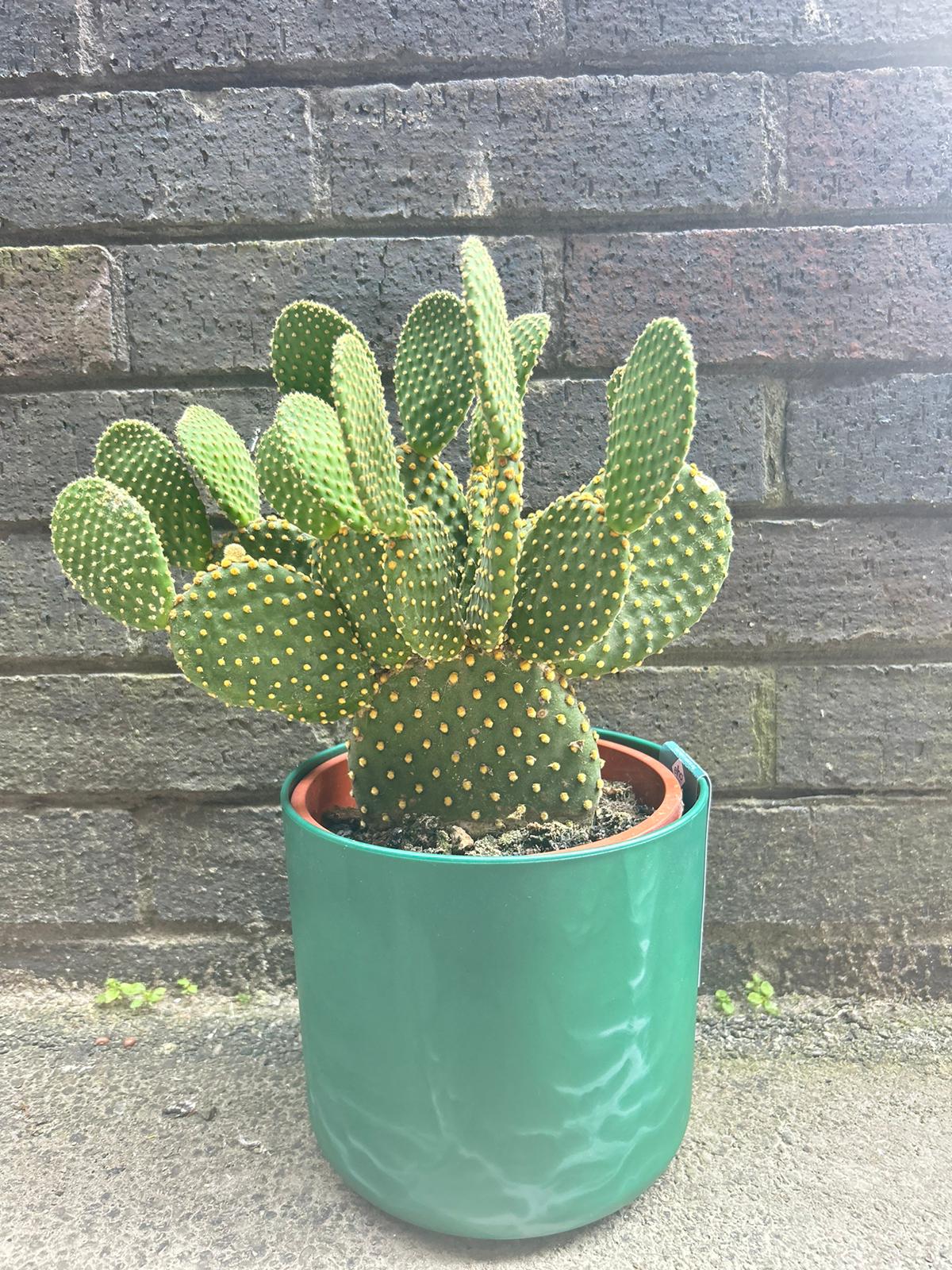 Opuntia Consolea