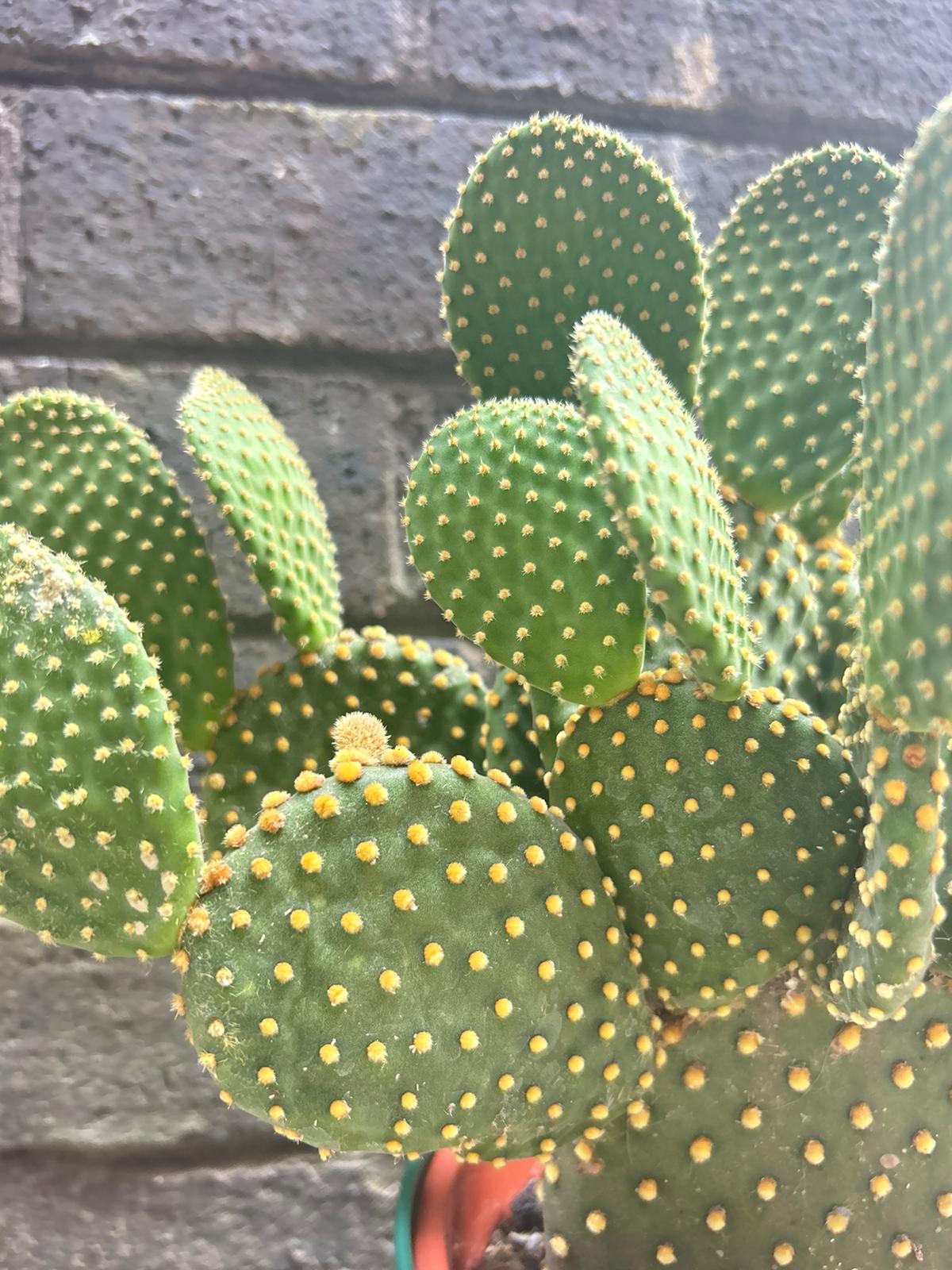 Opuntia Consolea