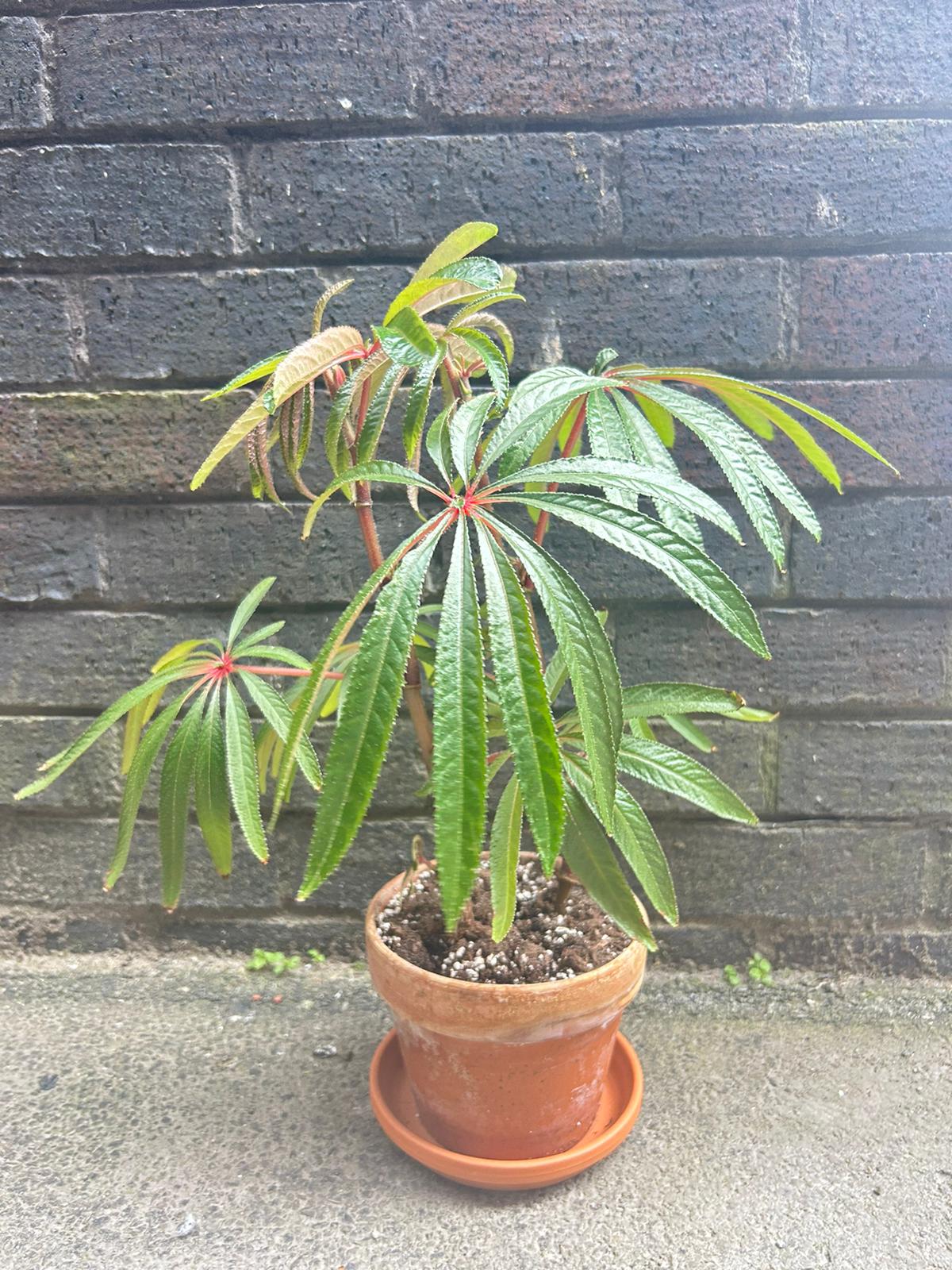 Begonia foliage luxurians (Palm Begonia)