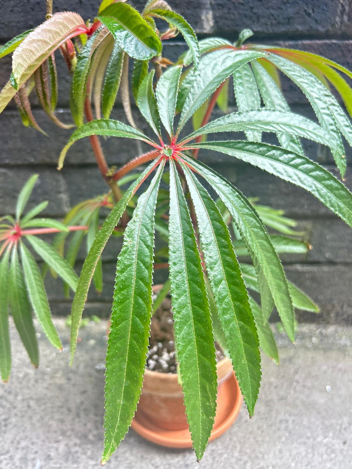 Begonia foliage luxurians (Palm Begonia)