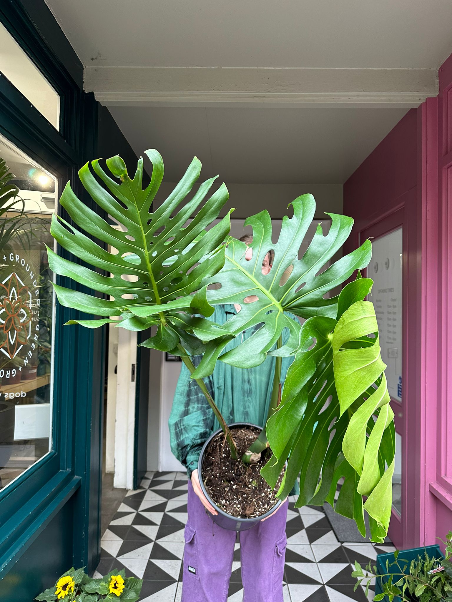 Monstera Deliciosa XL Leaves (Collection Only)