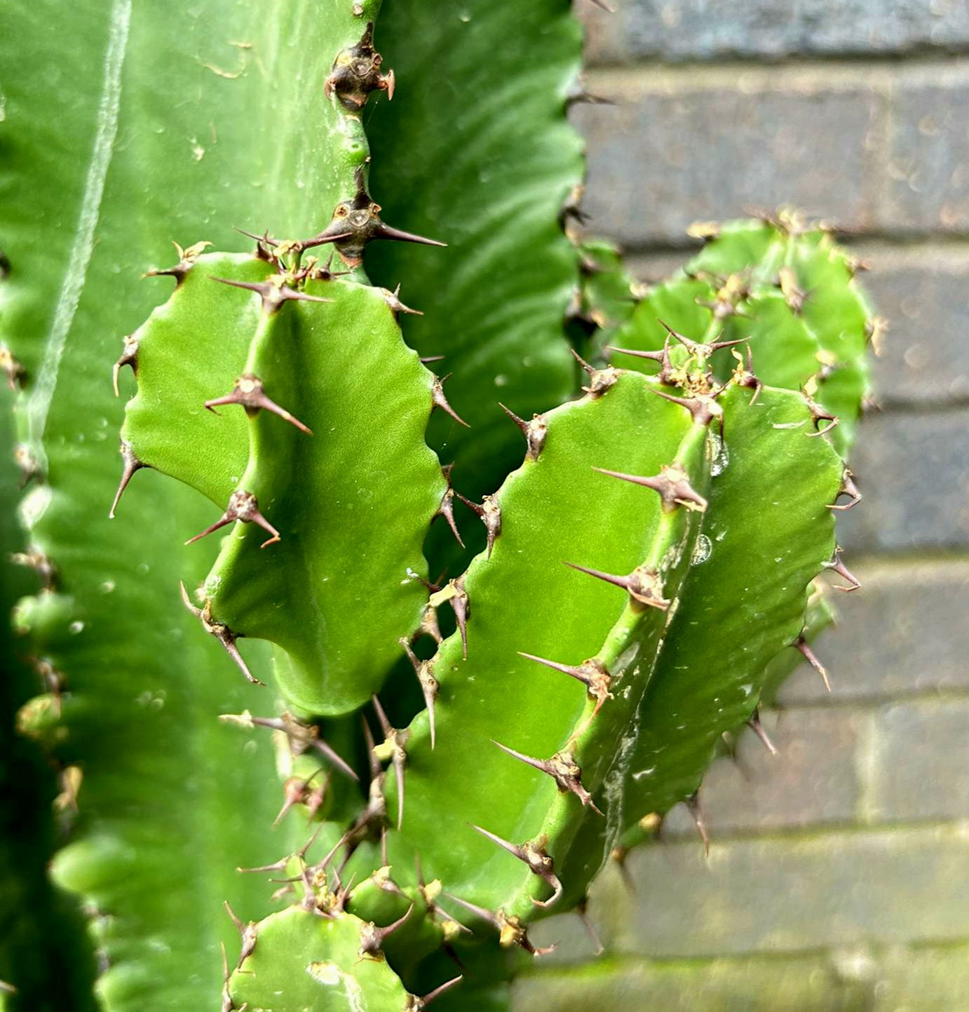 Euphorbia Erytrea