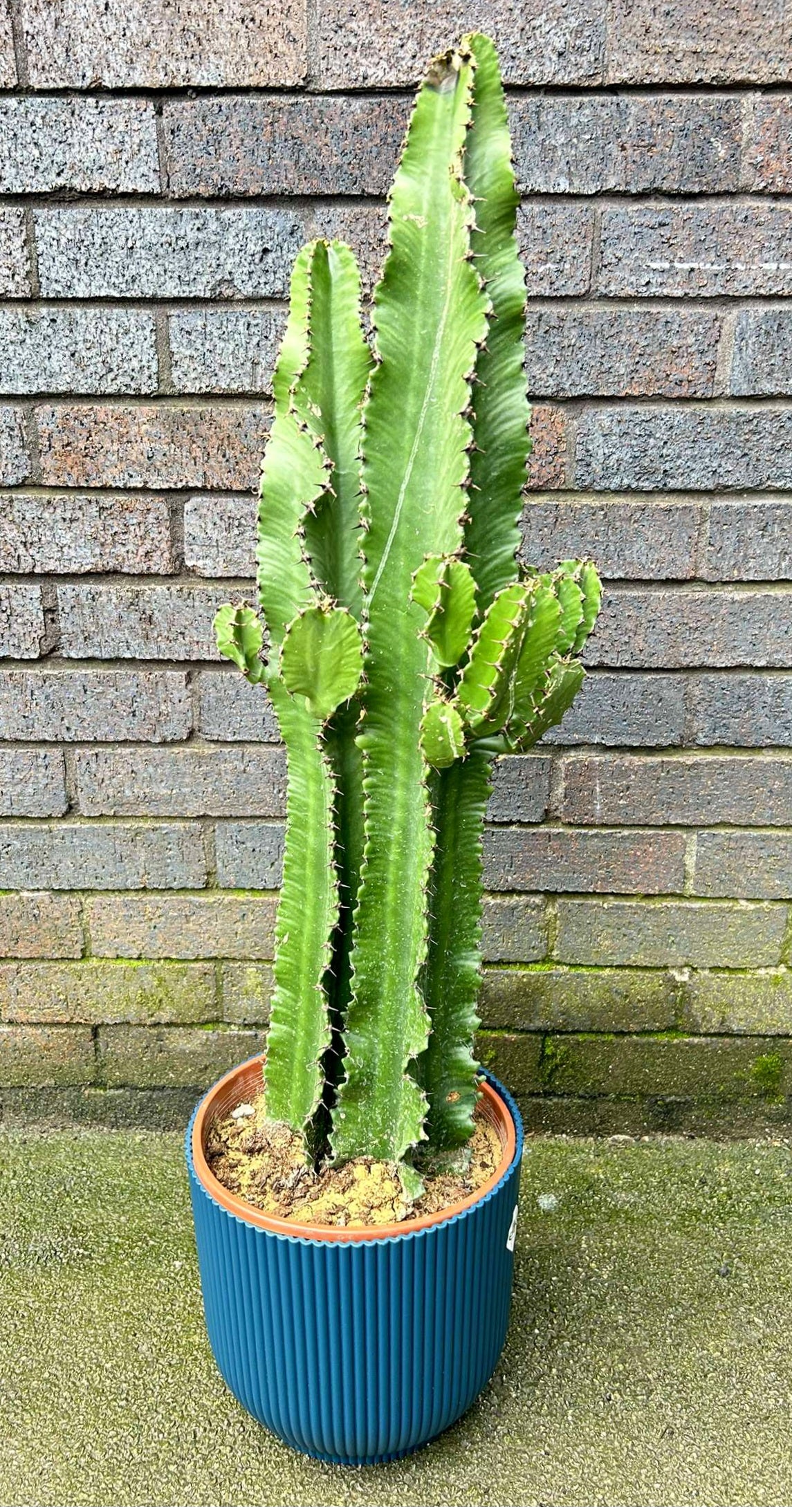 Euphorbia Erytrea