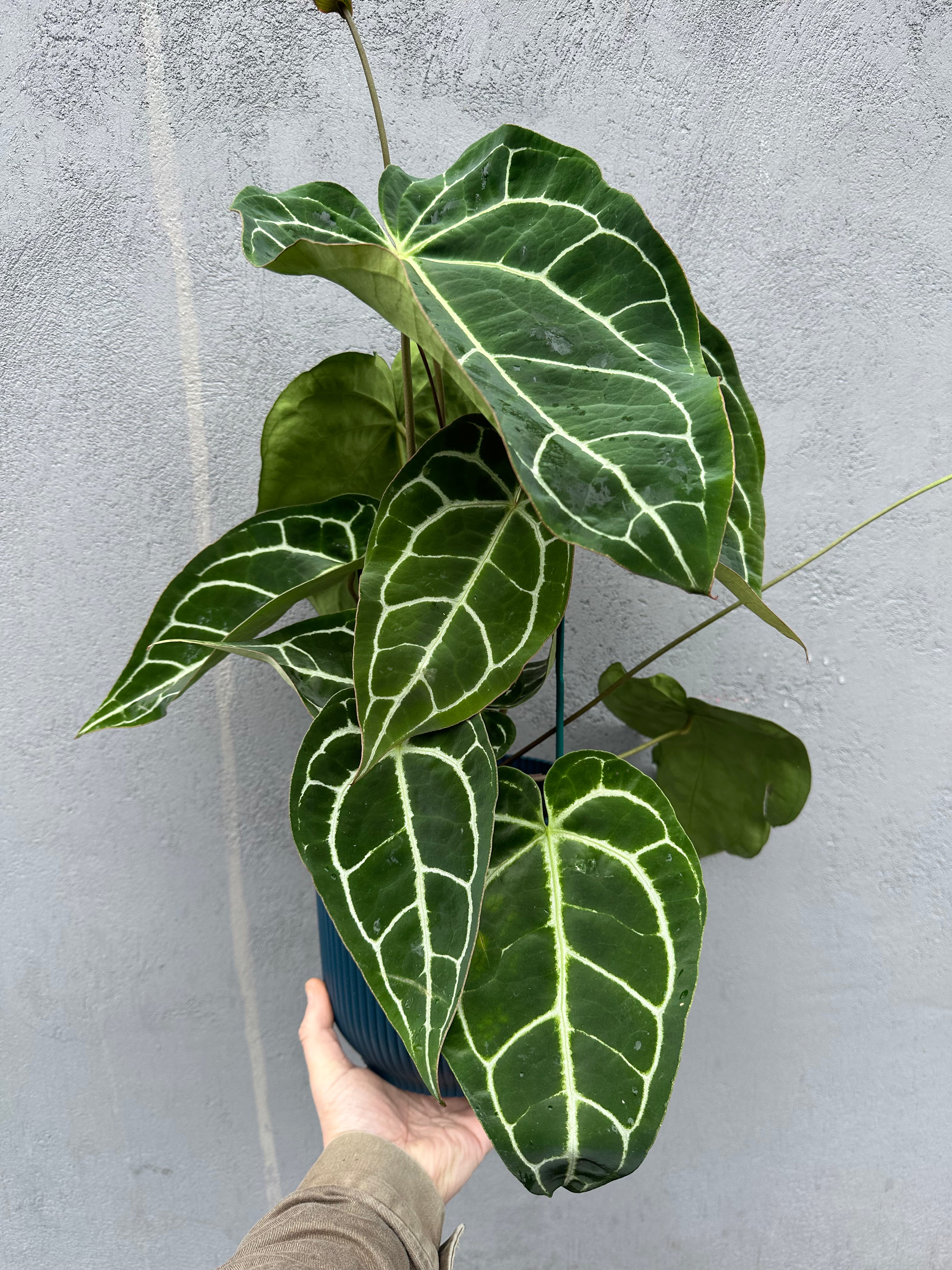 Anthurium Karma Crystal Hybrid