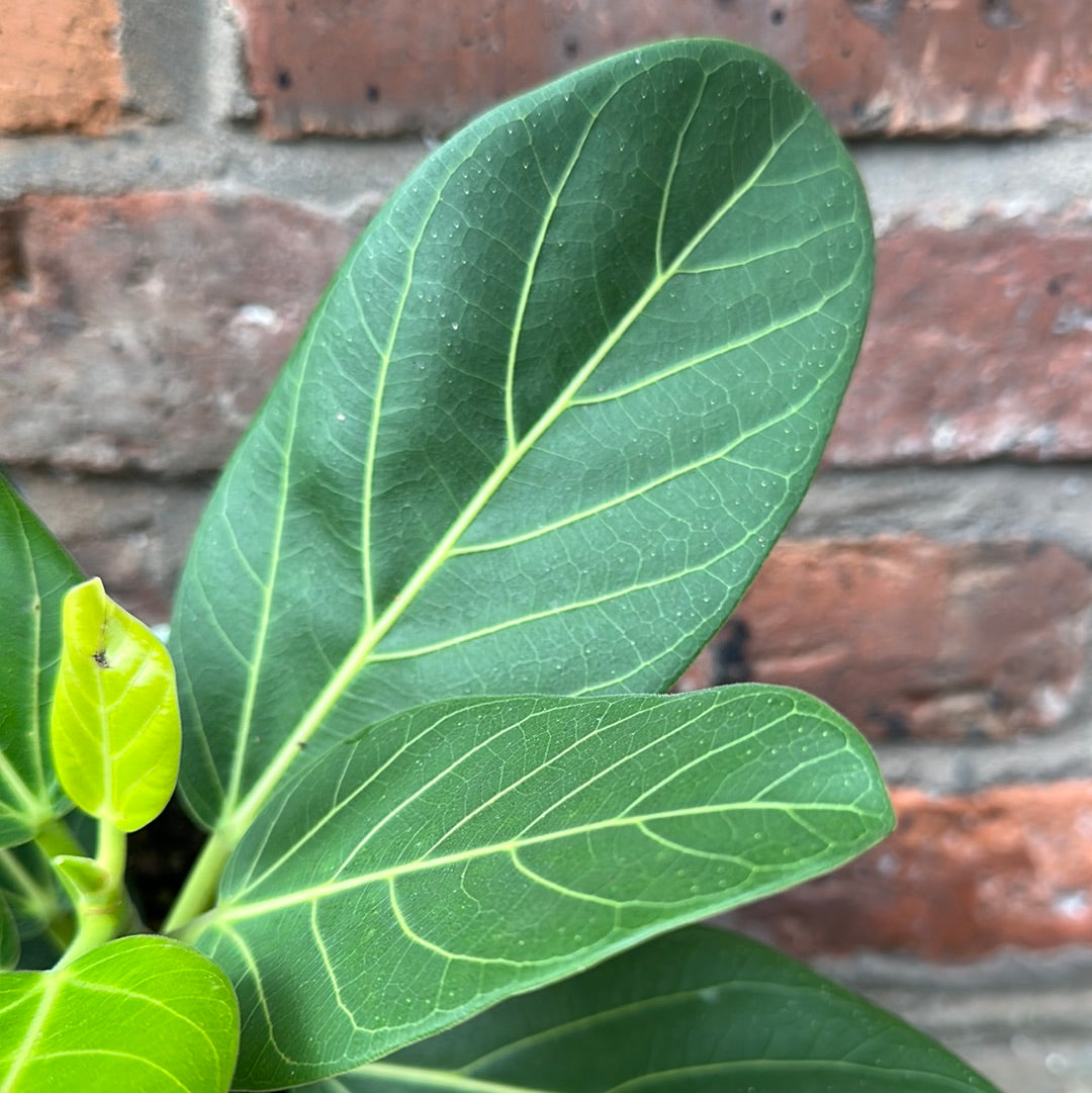 Ficus Benghalensis &