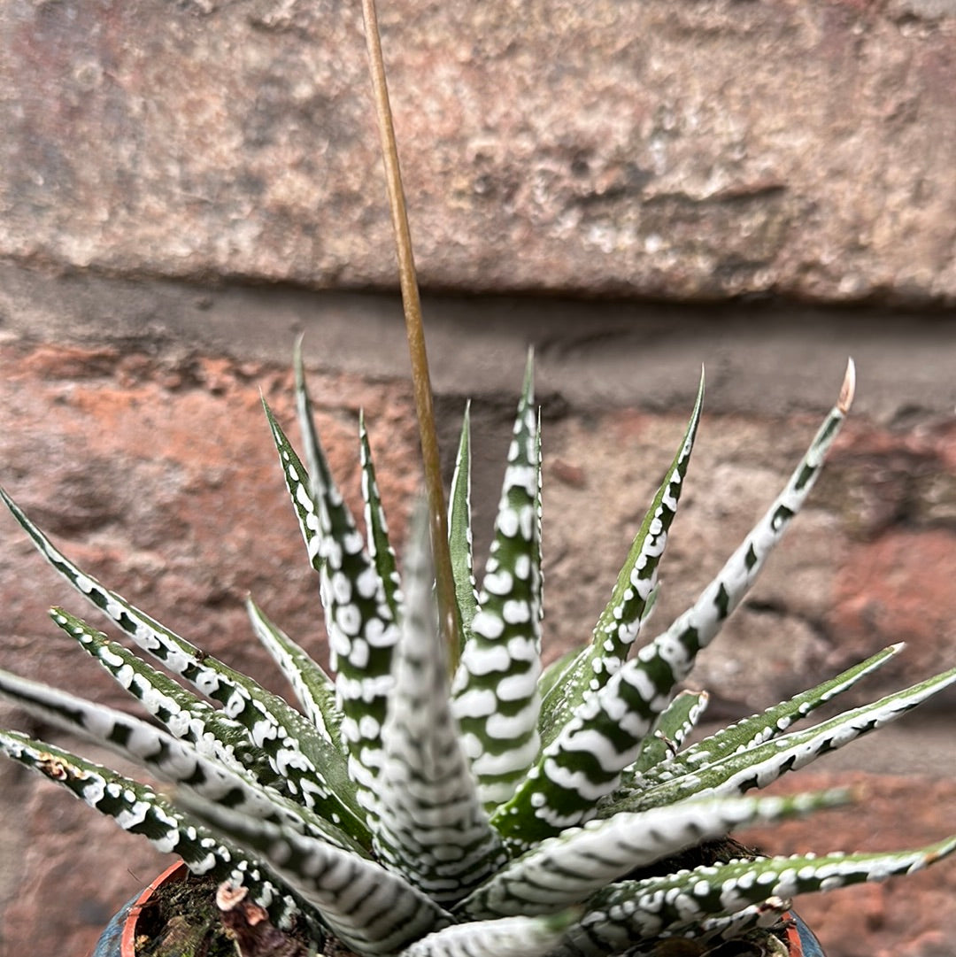 Haworthia Fasciata Alba