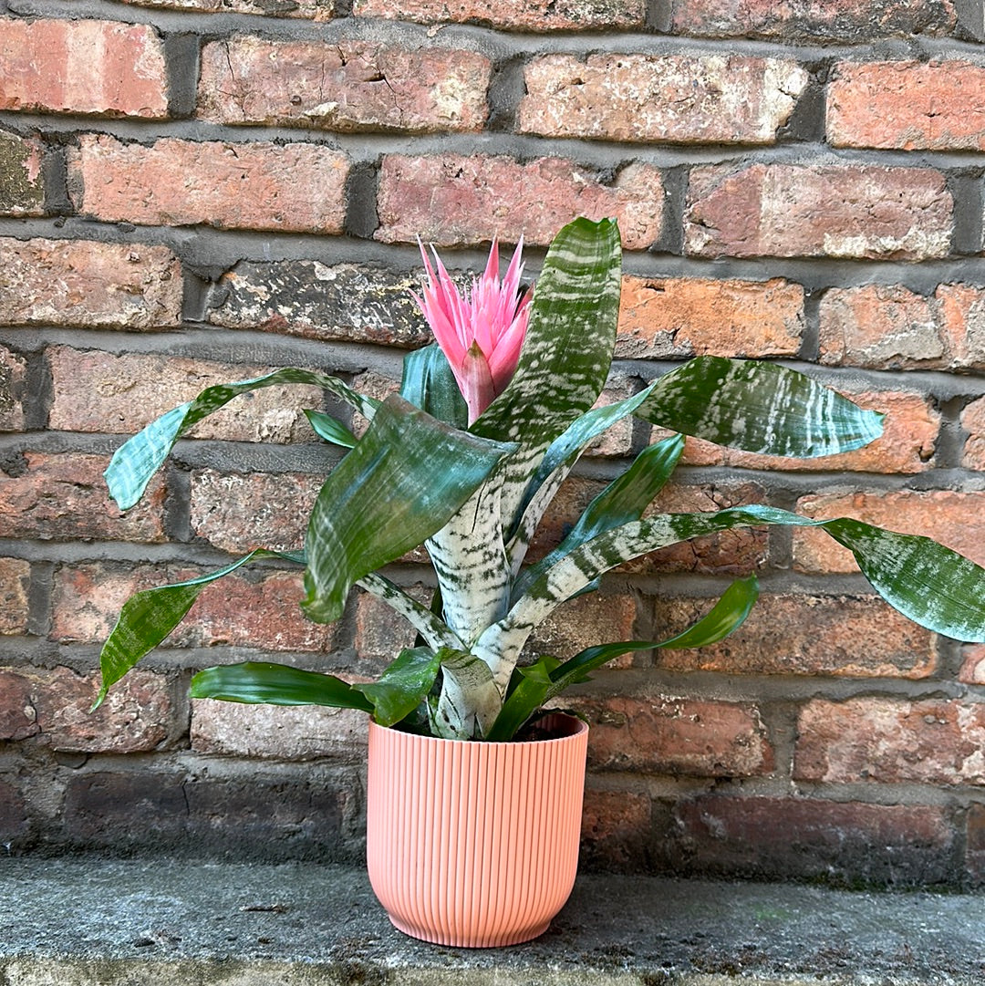 Aechmea Fasciata