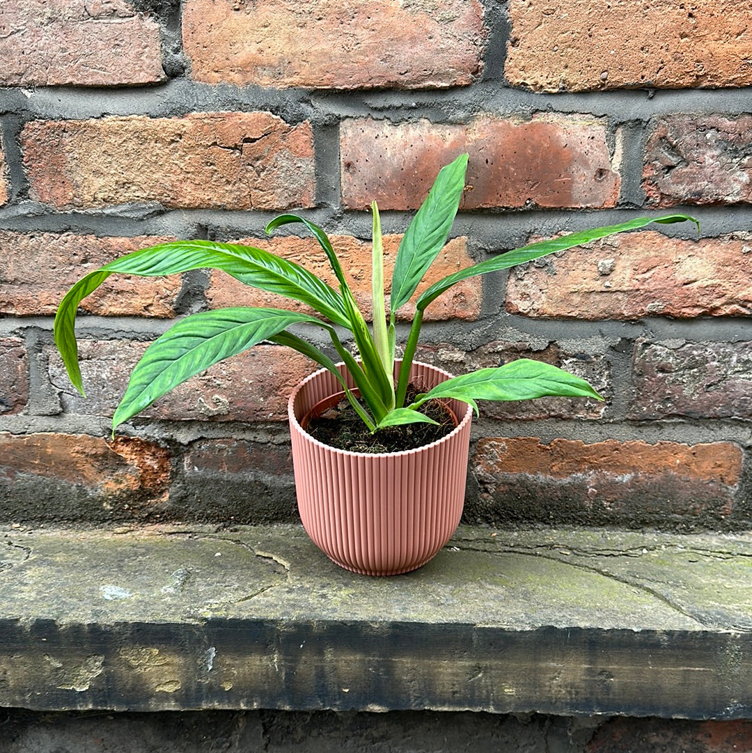 Philodendron Campii
