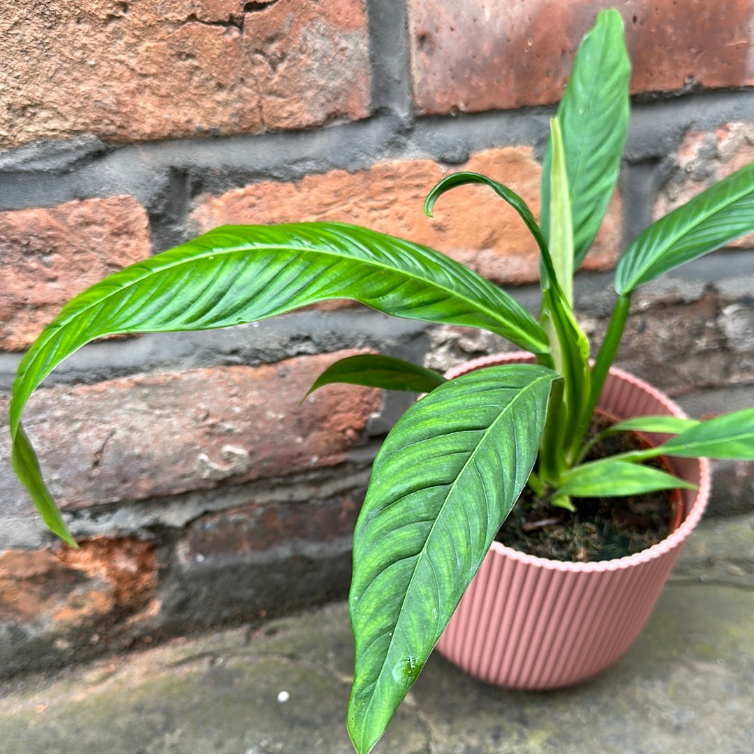 Philodendron Campii
