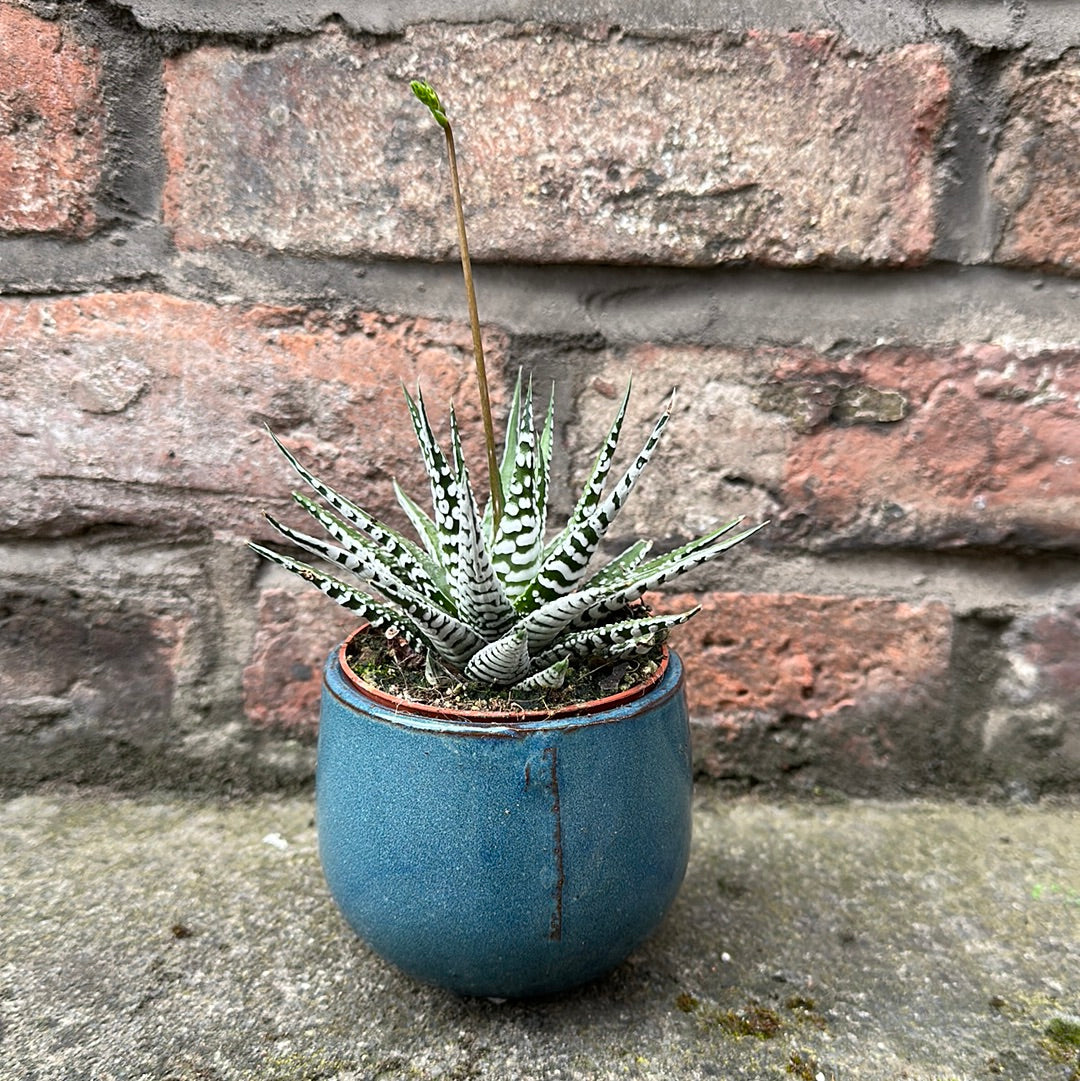 Haworthia Fasciata Alba