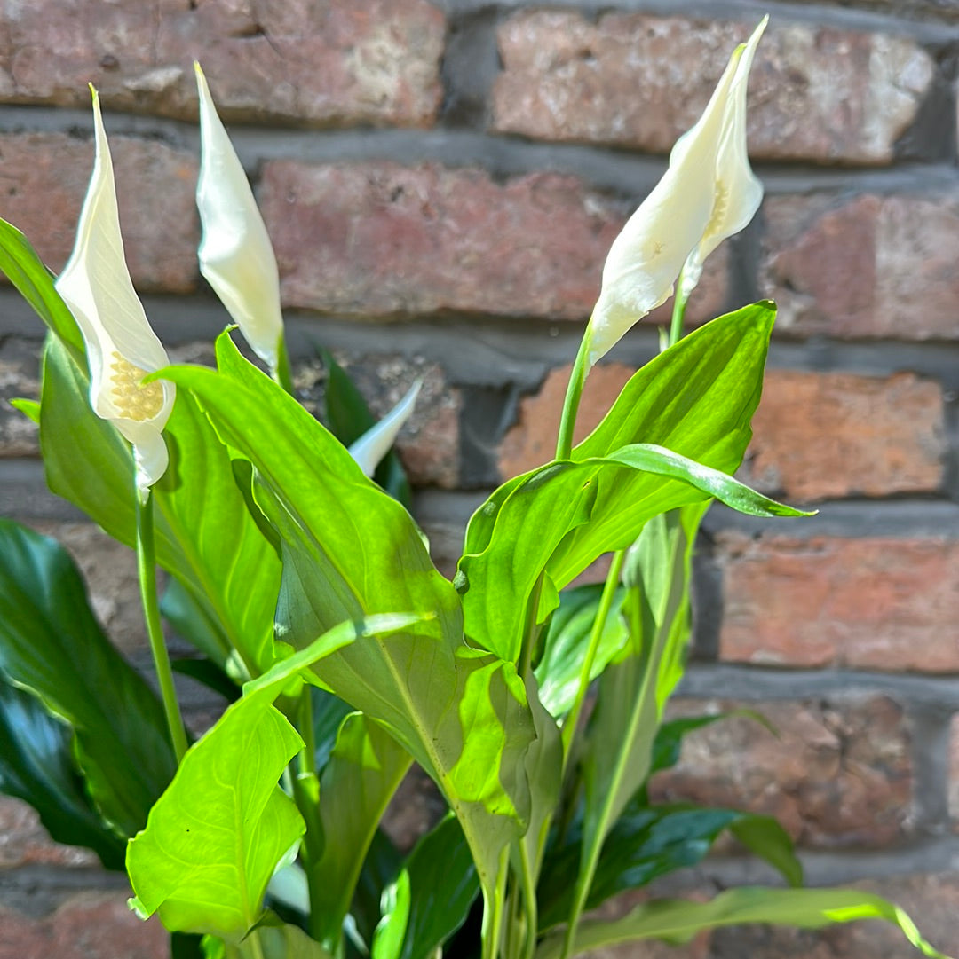 Peace Lilly
