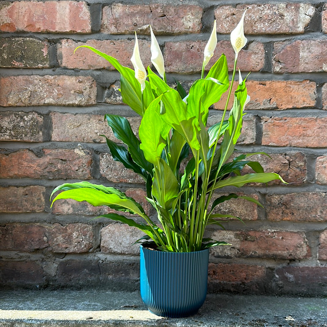 peace lily uk Peace Lily – Elegant, Low-Light Indoor Plant