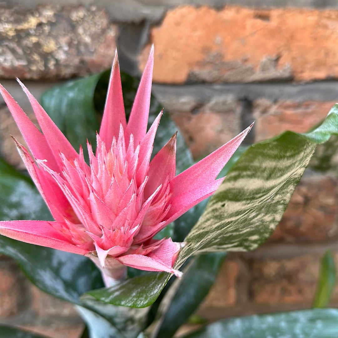 Aechmea Fasciata