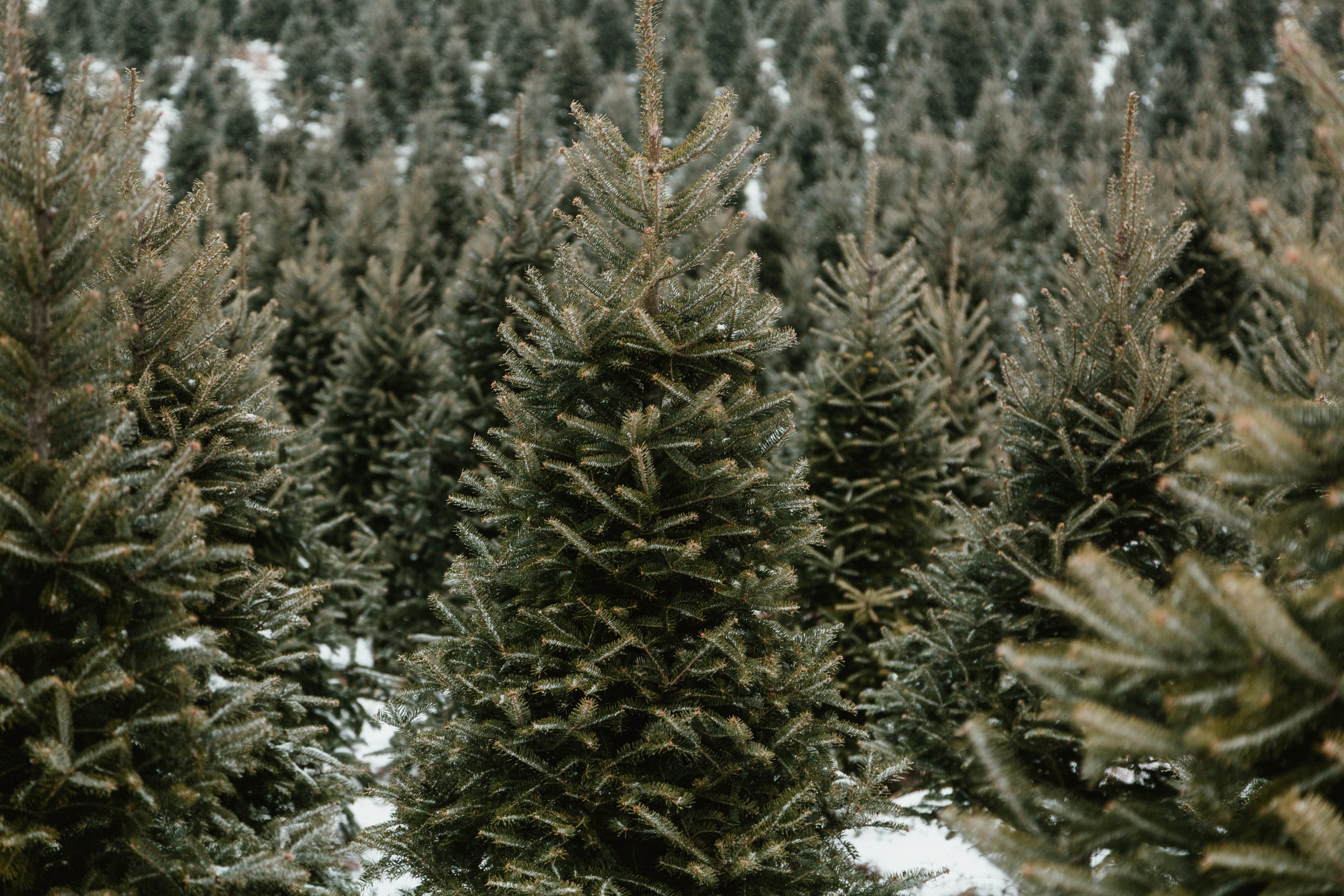 Christmas Tree β Pre-order (Pay on Delivery)