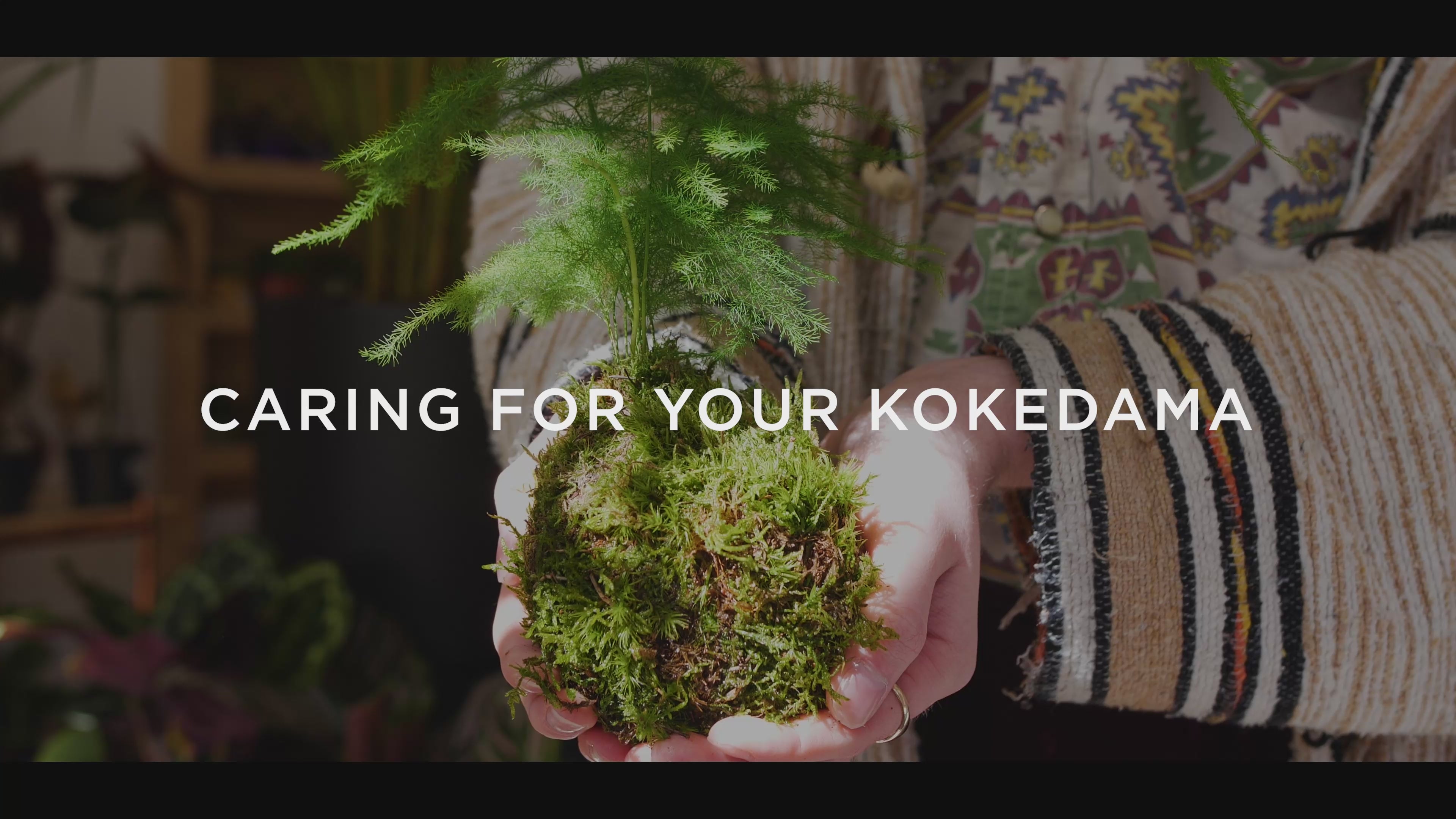 Birds Nest Fern Kokedama