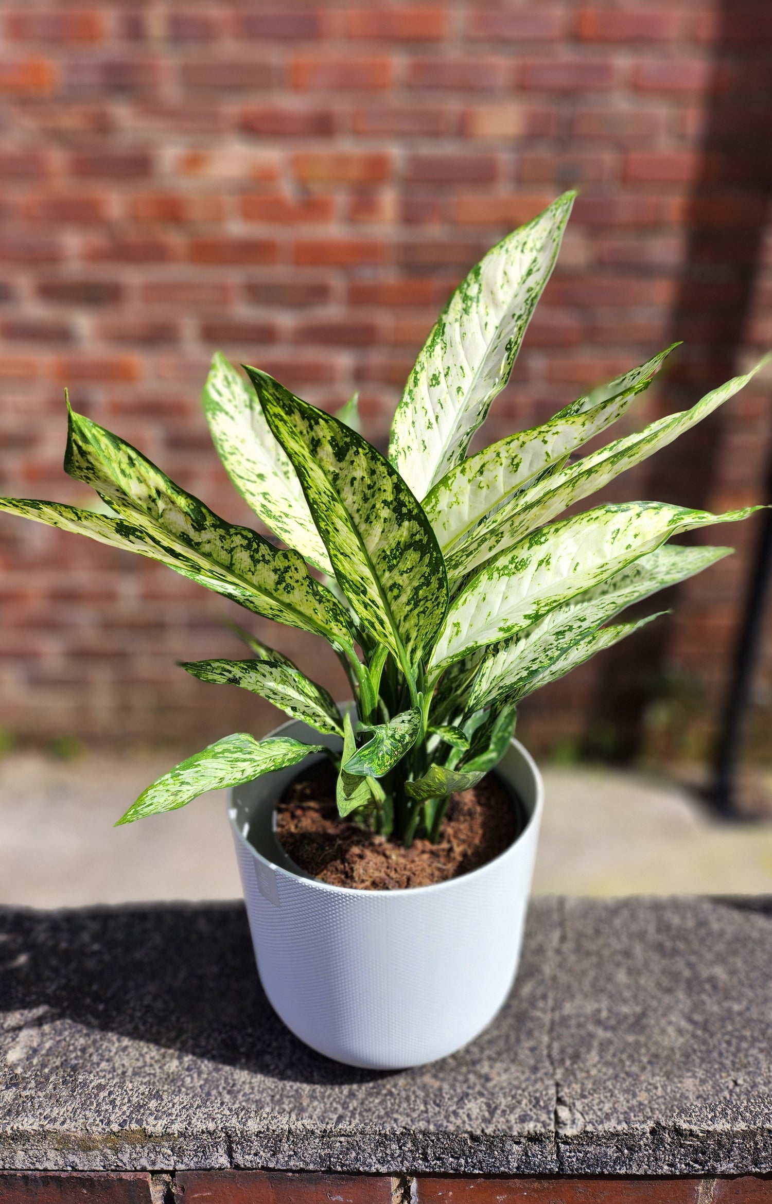 Dieffenbachia Vesuvius