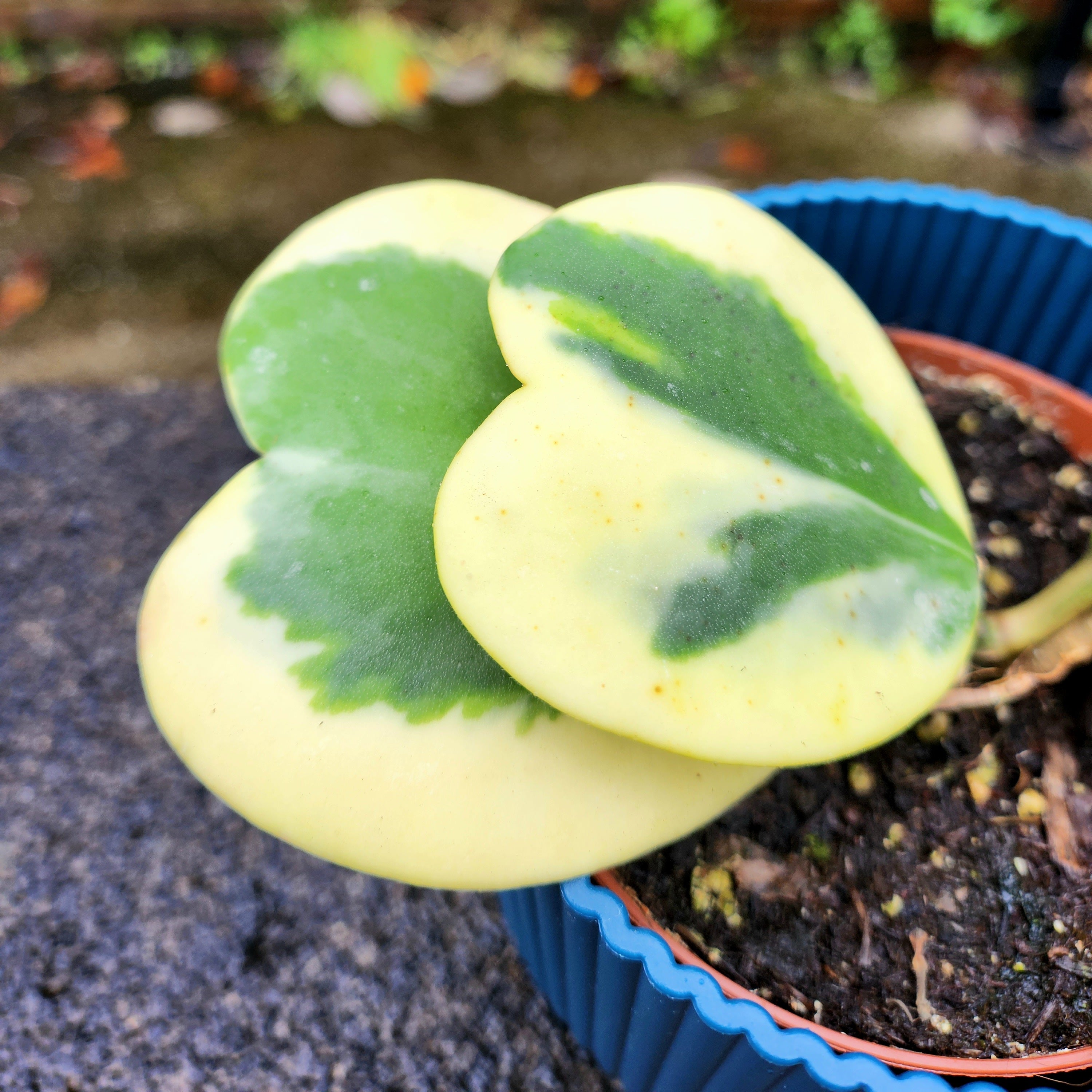 Hoya Kerri Yellow ( Full Plant )