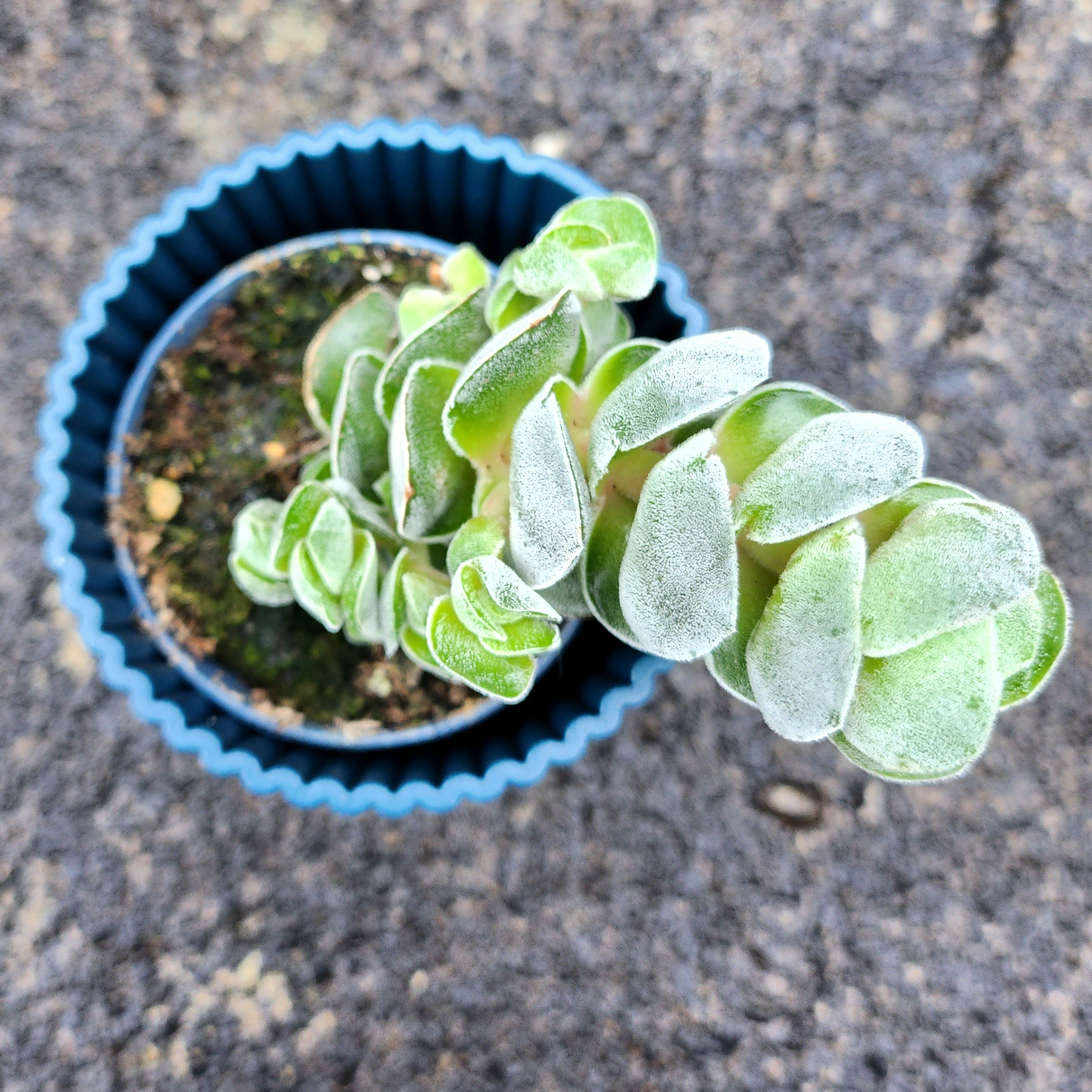 Crassula Pagoda Ivory