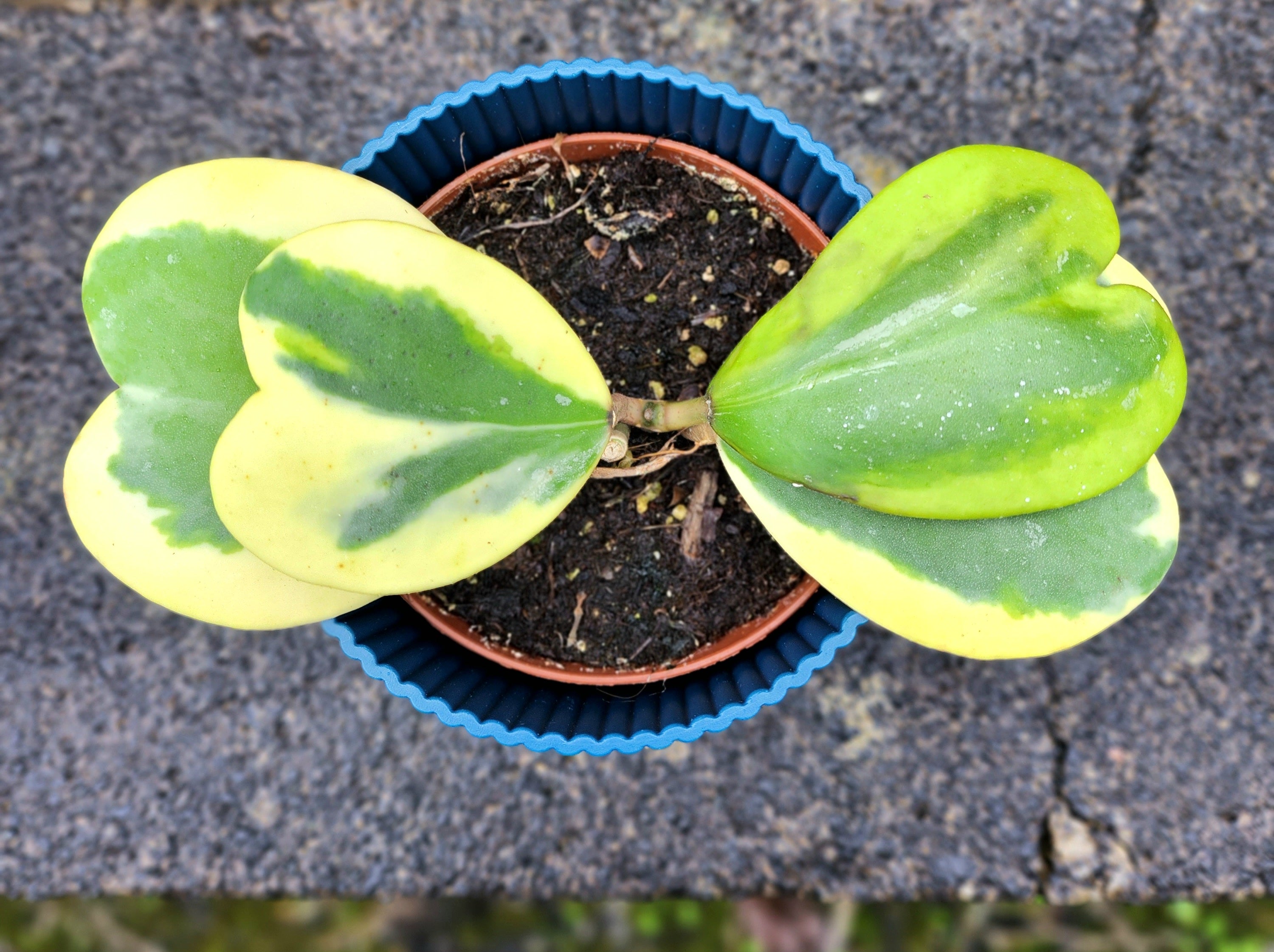 Hoya Kerri Yellow ( Full Plant )