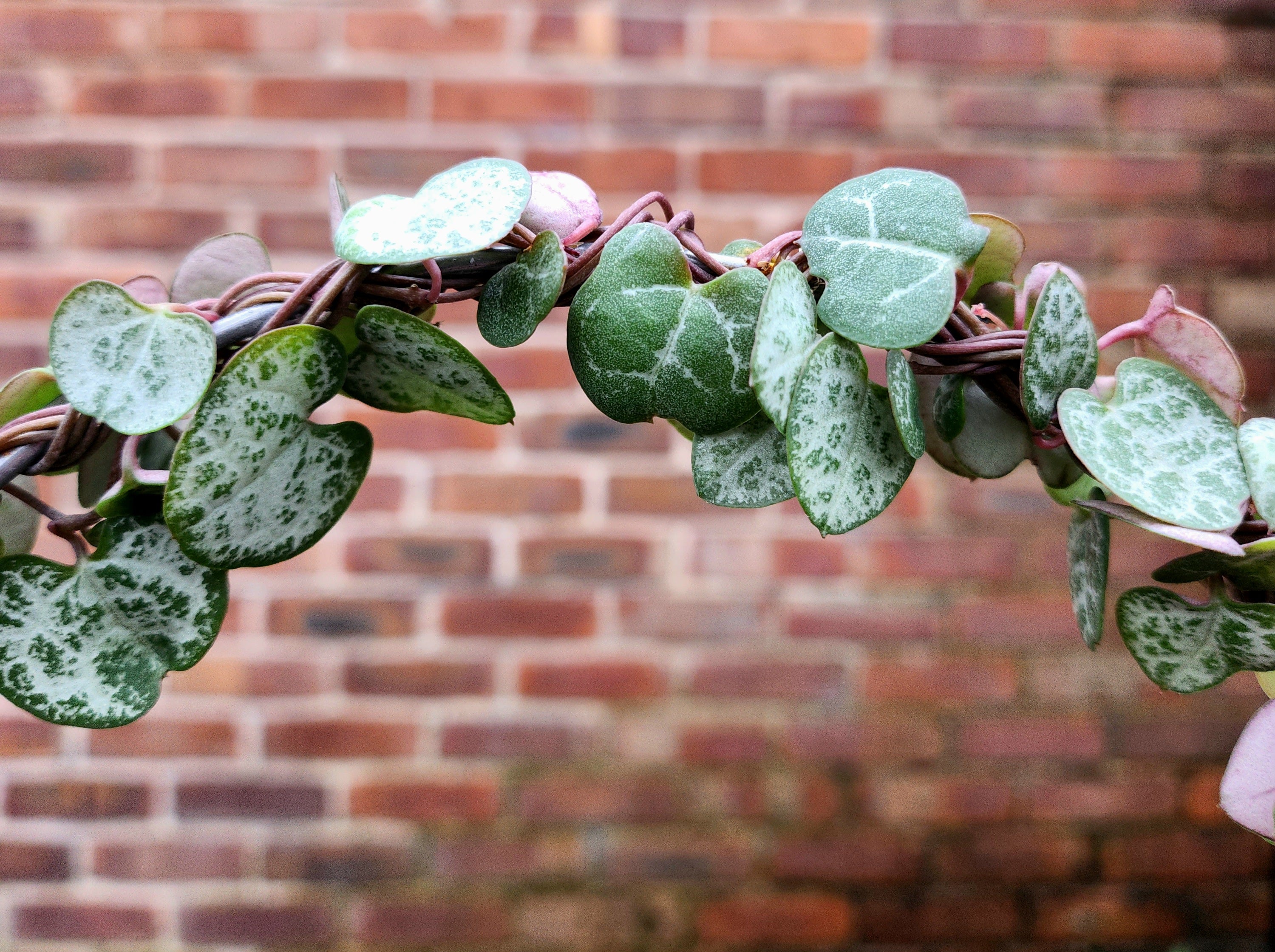 Ceropegia woodii Hoop