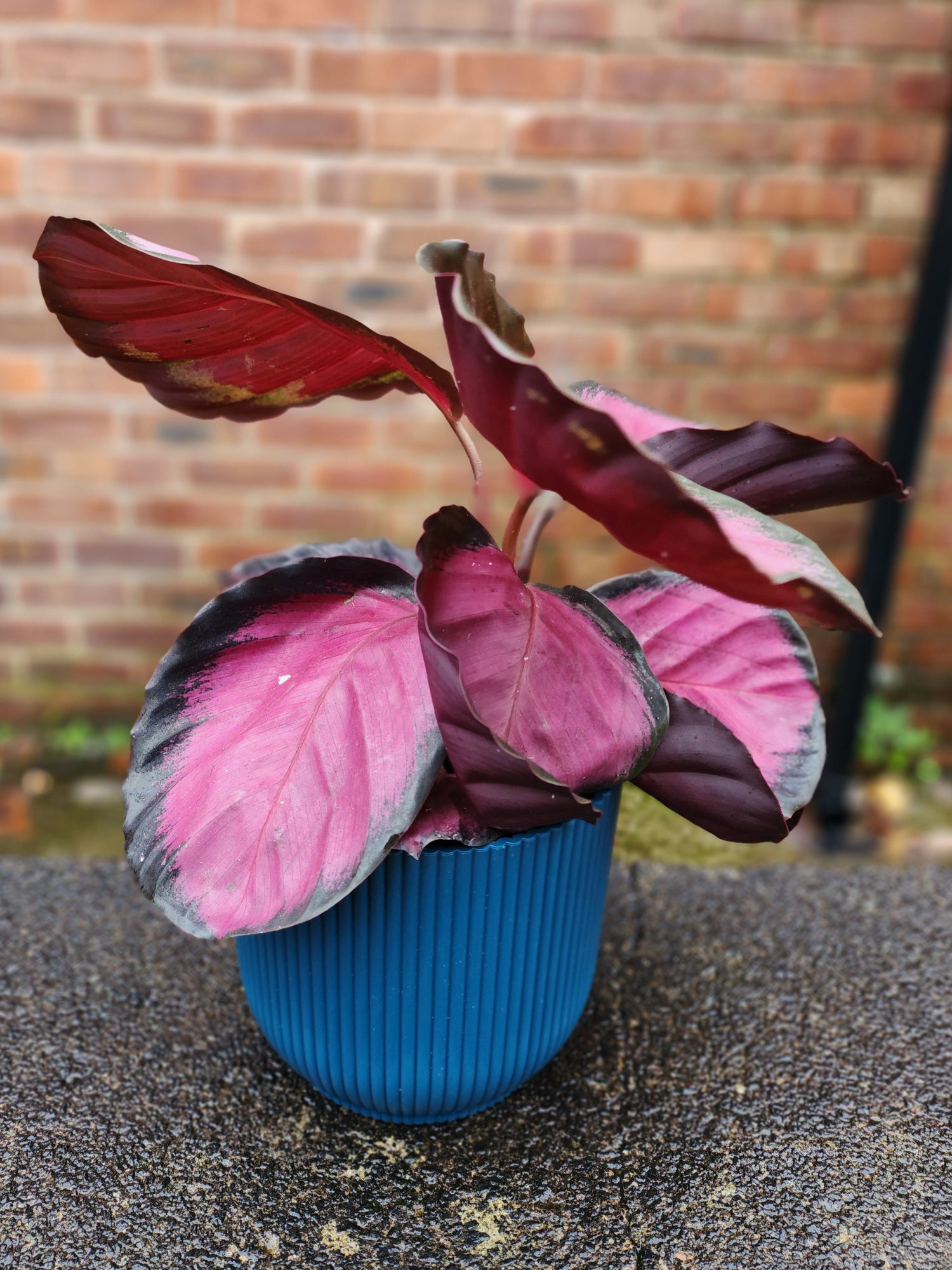 Calathea Rose Picta Crimson