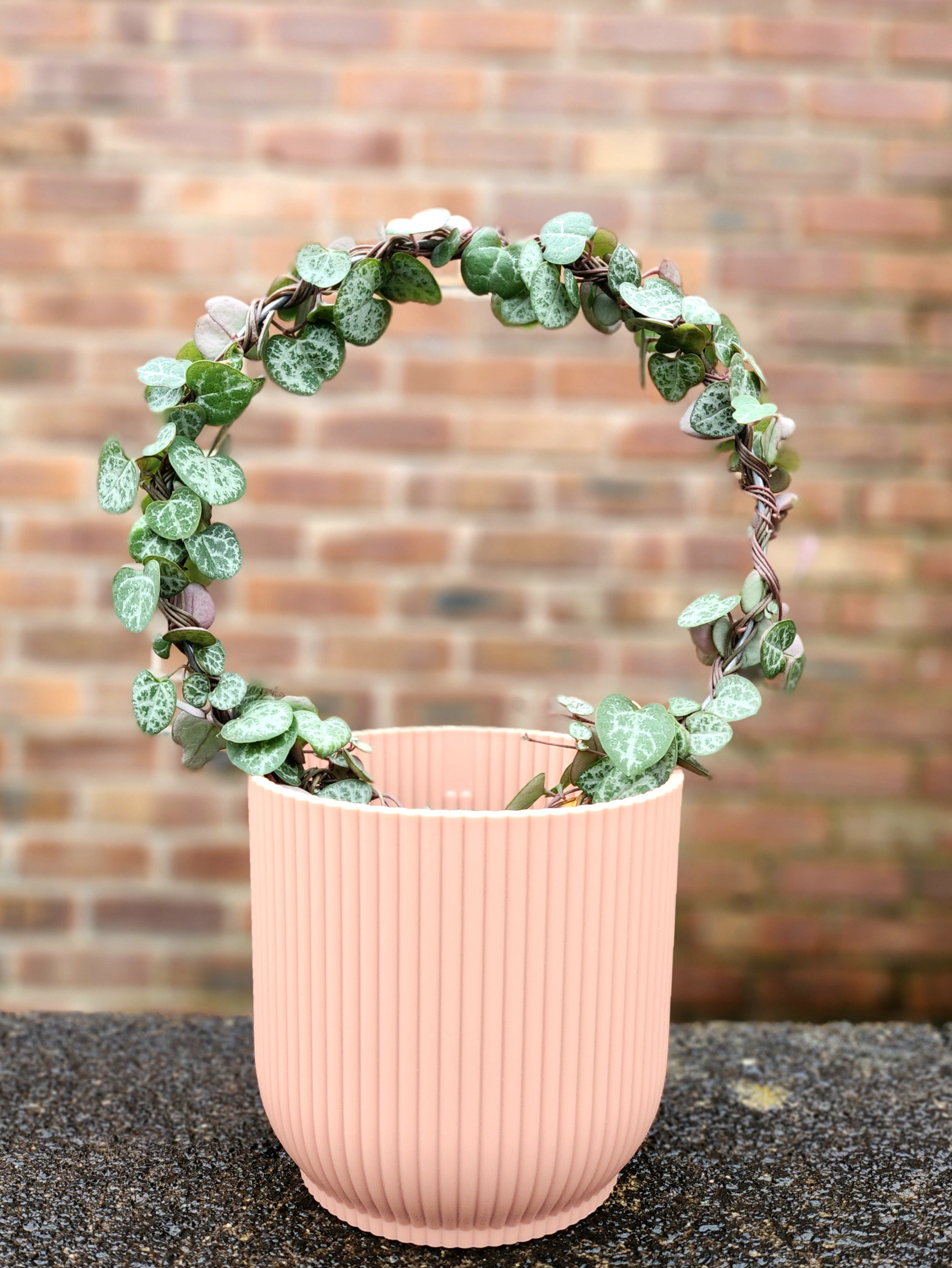 Ceropegia woodii Hoop