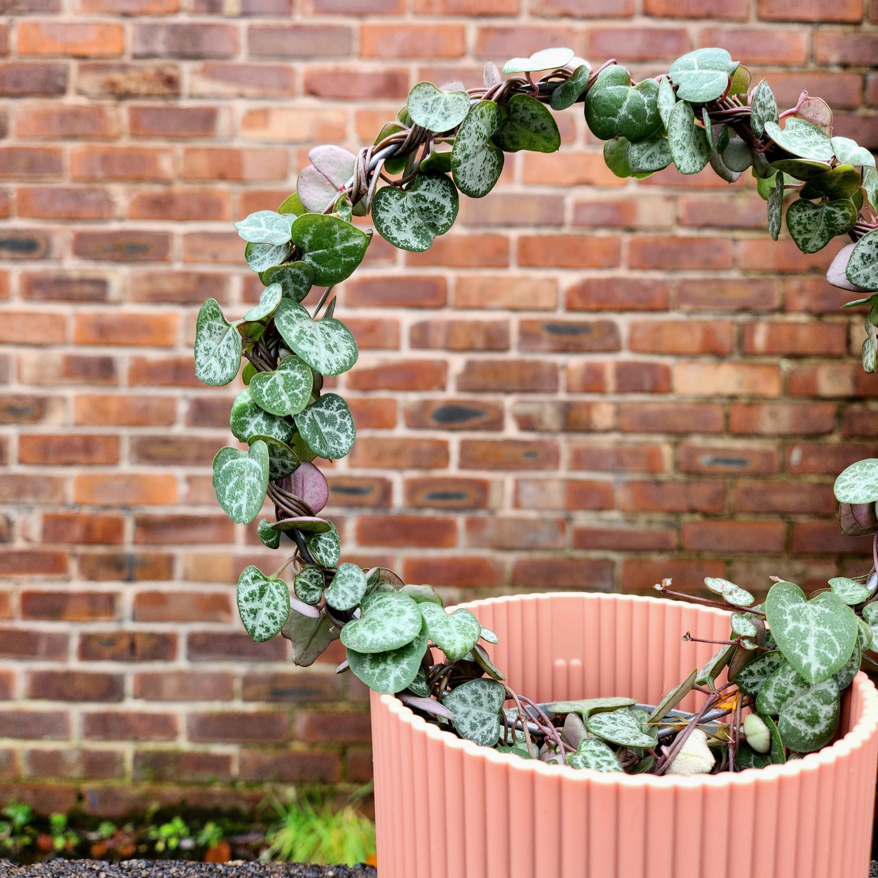 Ceropegia woodii Hoop