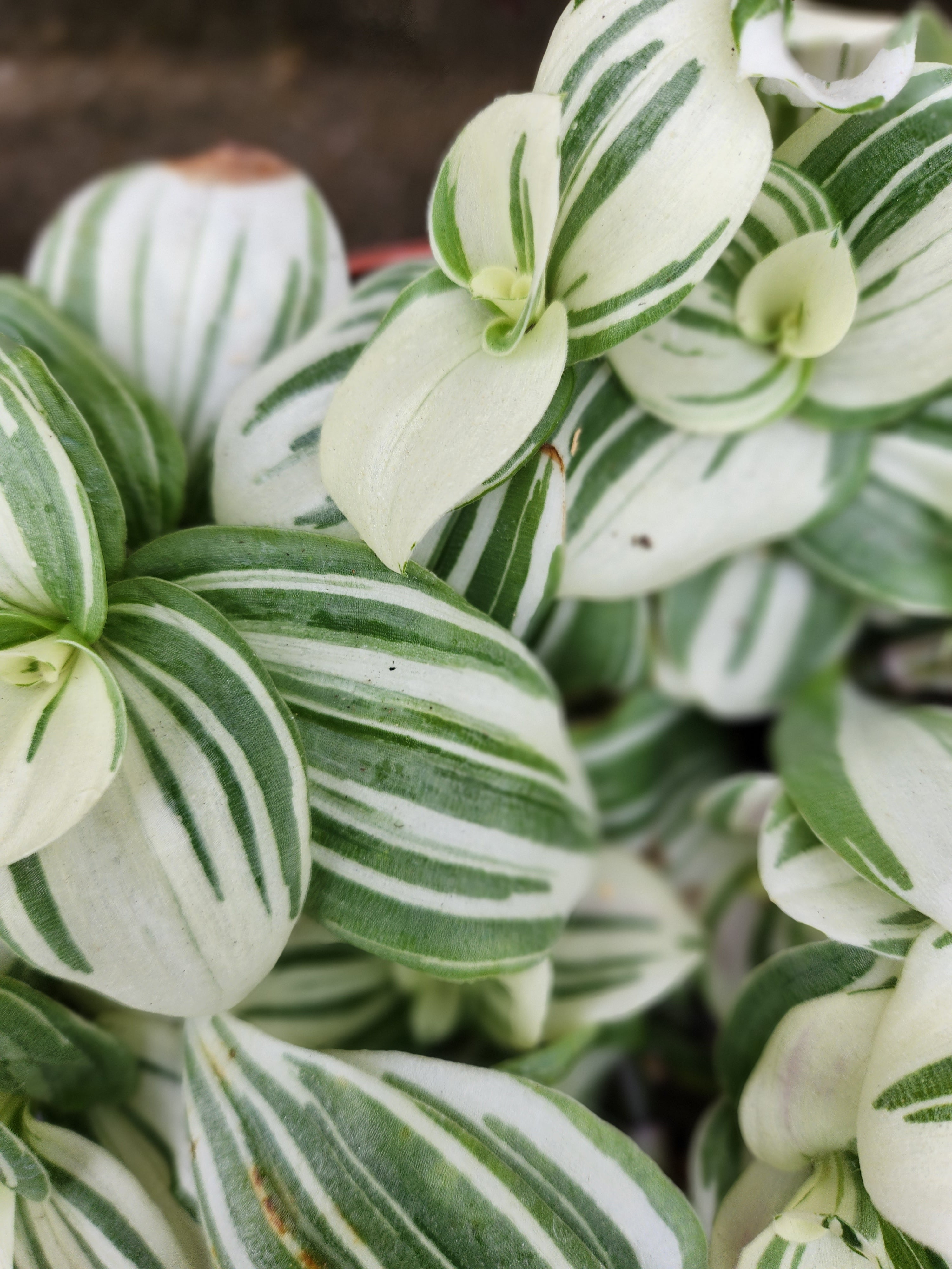 Tradescantia White