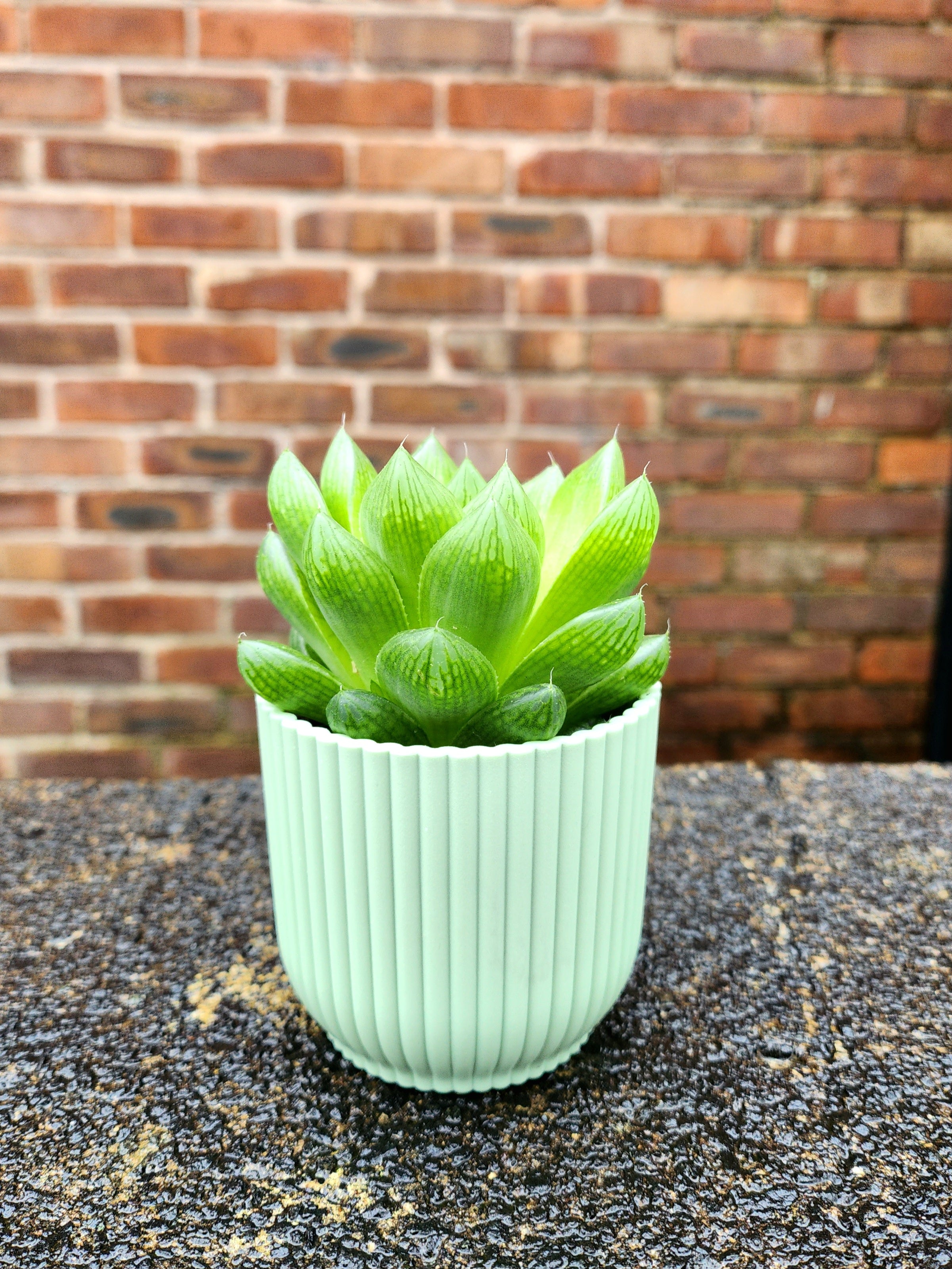 Haworthia Cooperii
