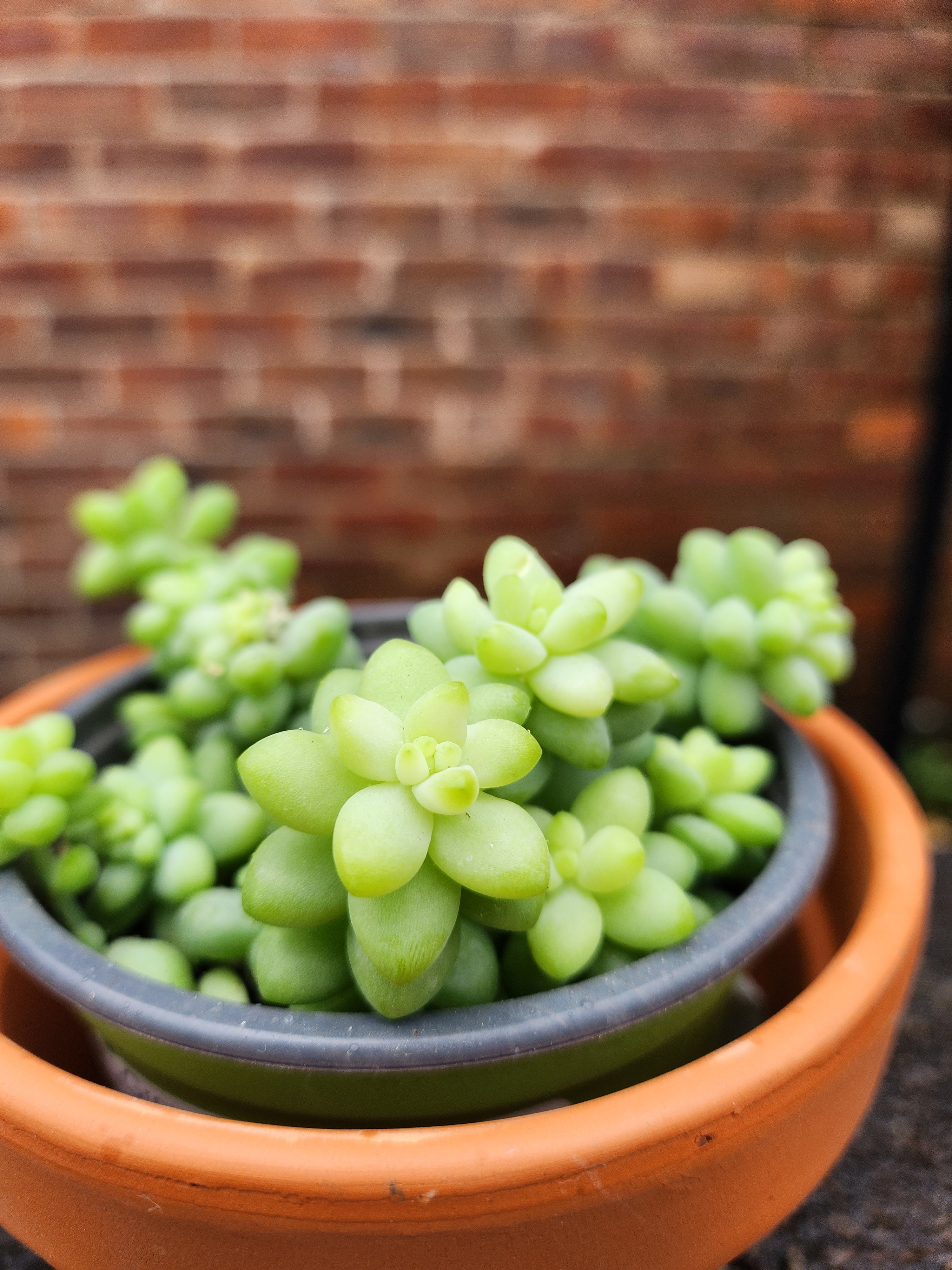 Sedum burrito