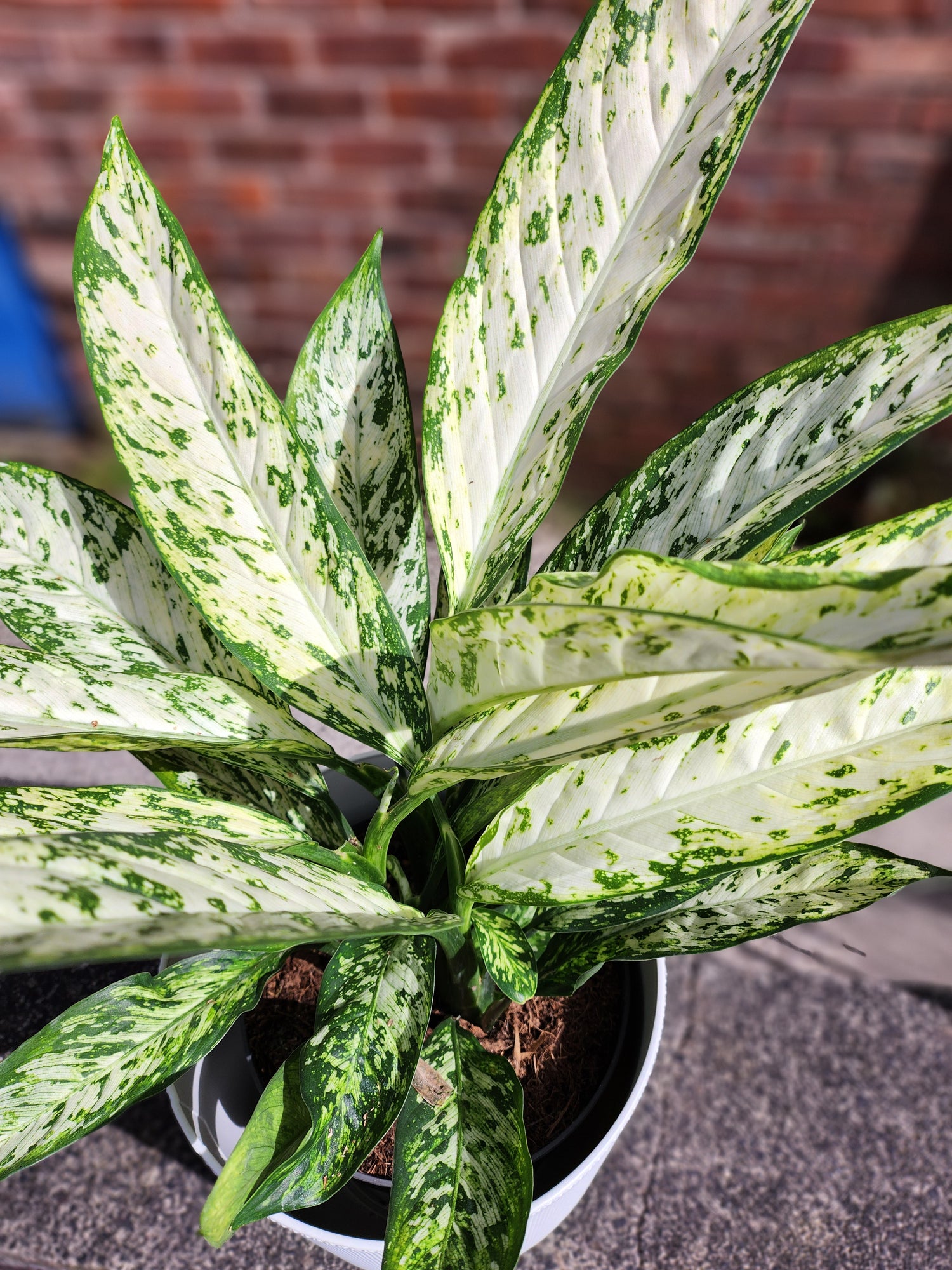 Dieffenbachia Vesuvius
