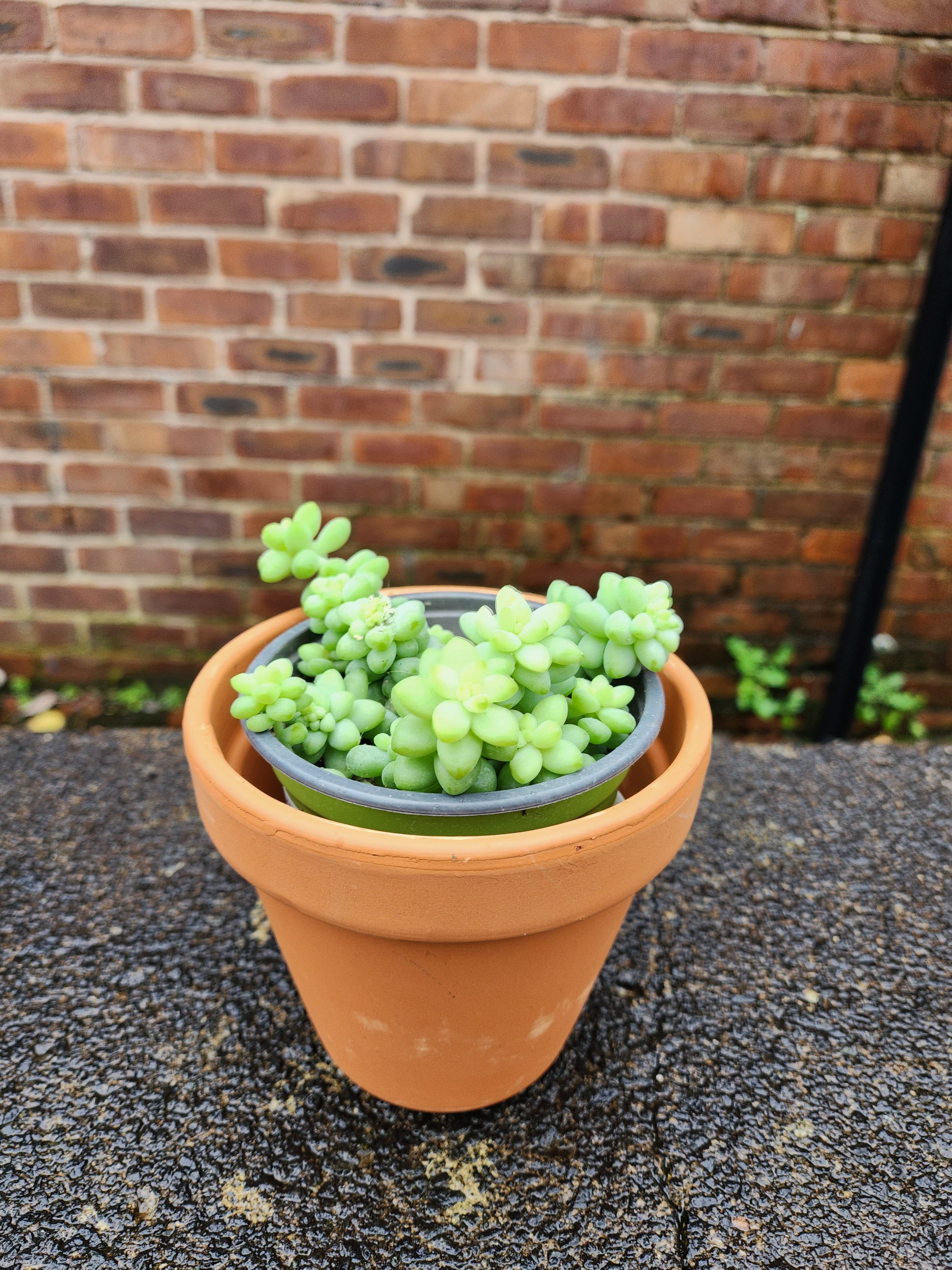 Sedum burrito