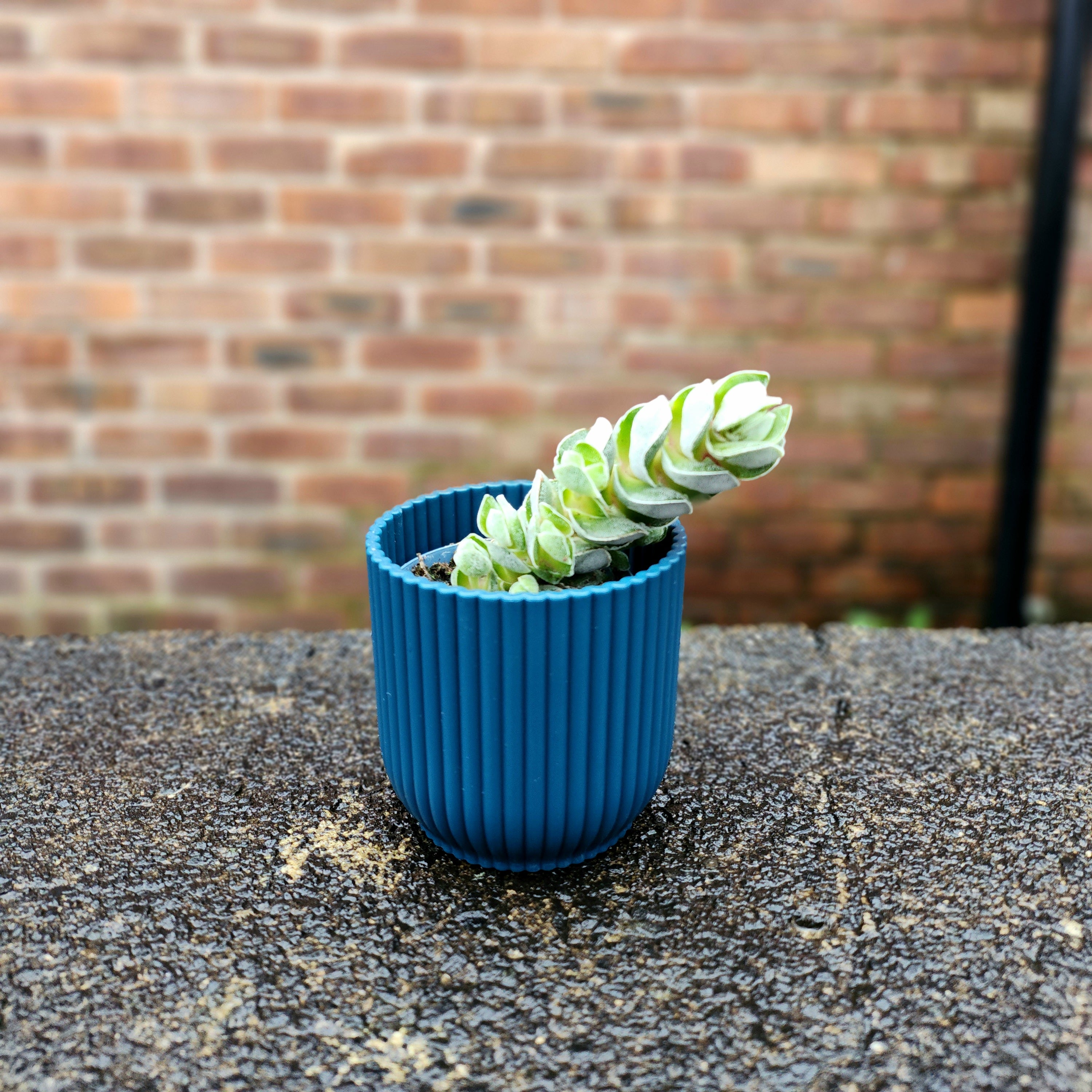 Crassula Pagoda Ivory