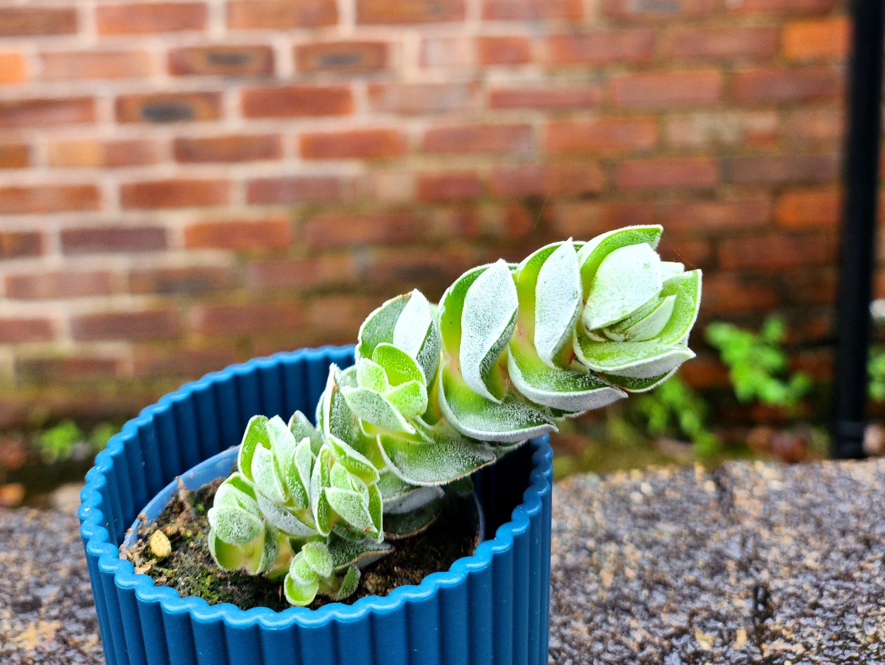 Crassula Pagoda Ivory