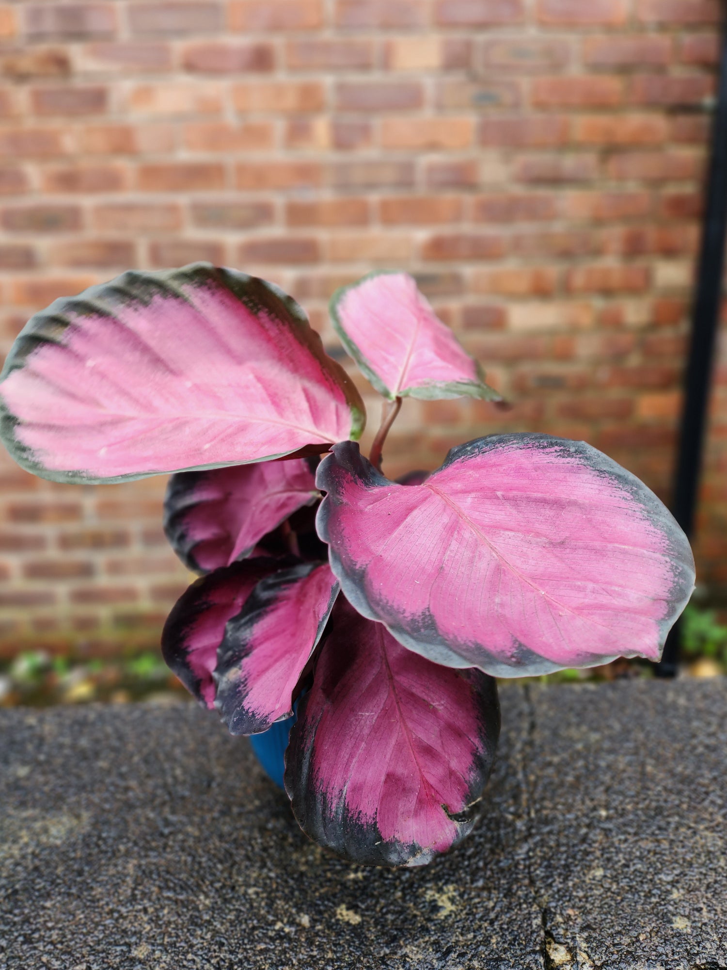 Calathea Rose Picta Crimson