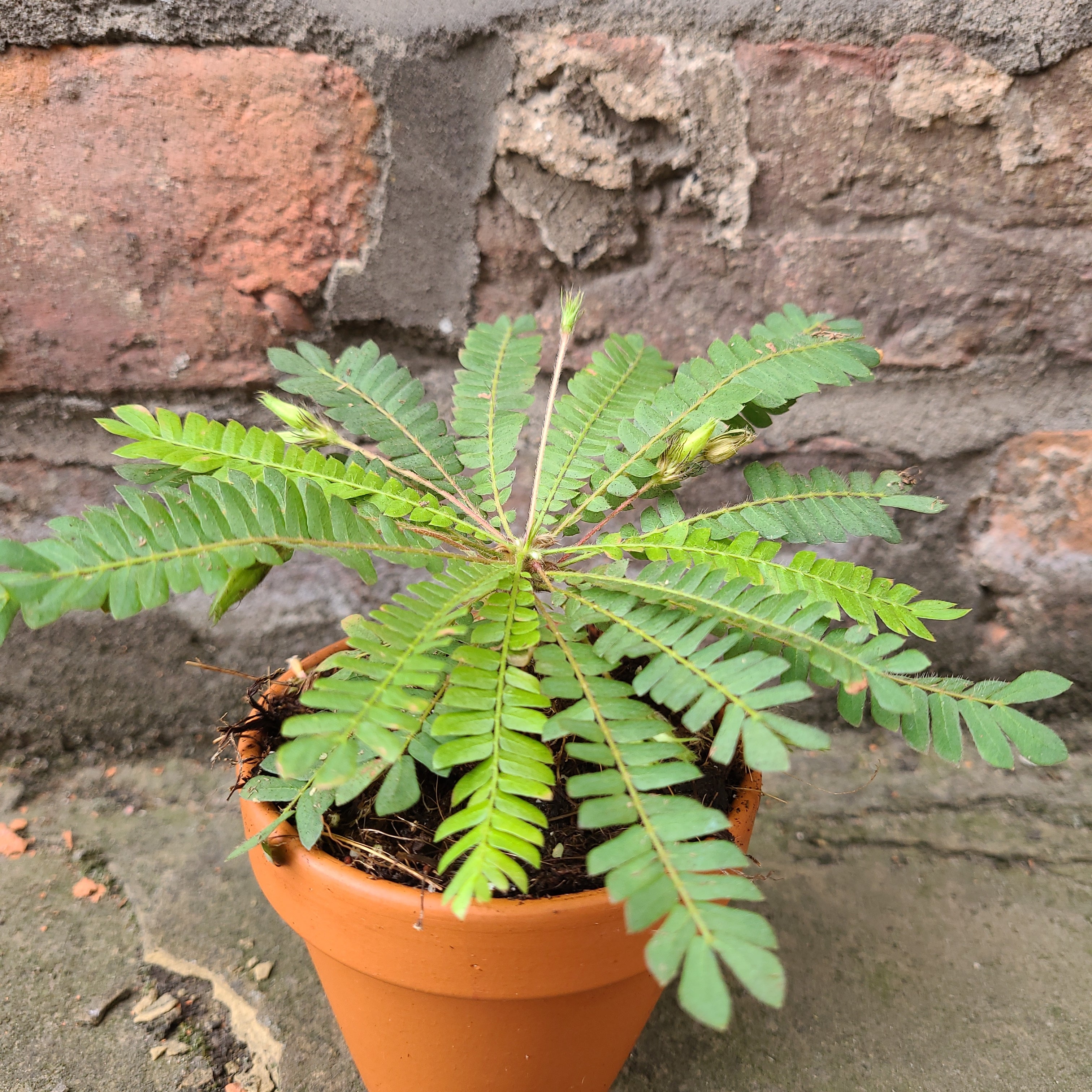 Biophytum sensitivum
