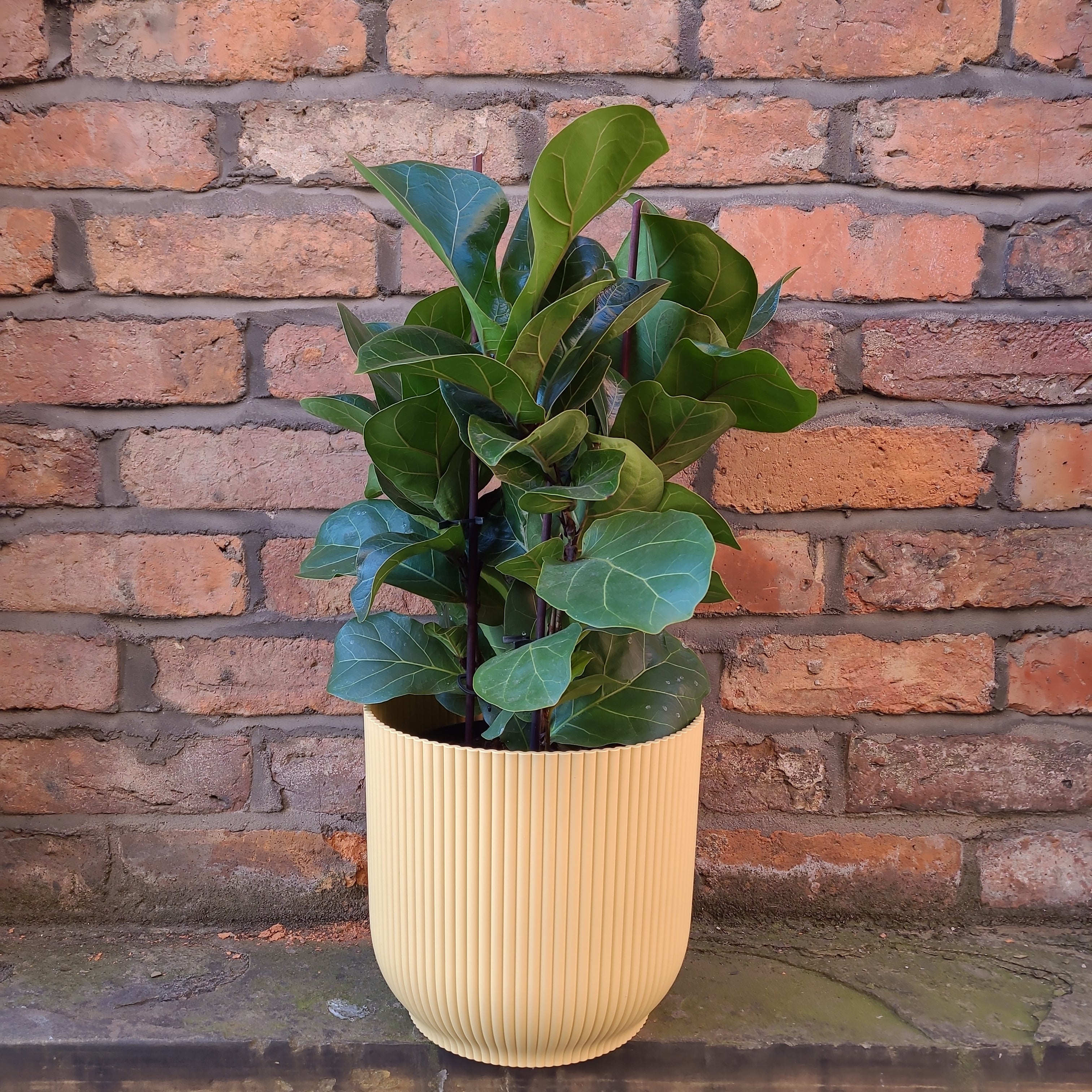 Ficus lyrata Bambino