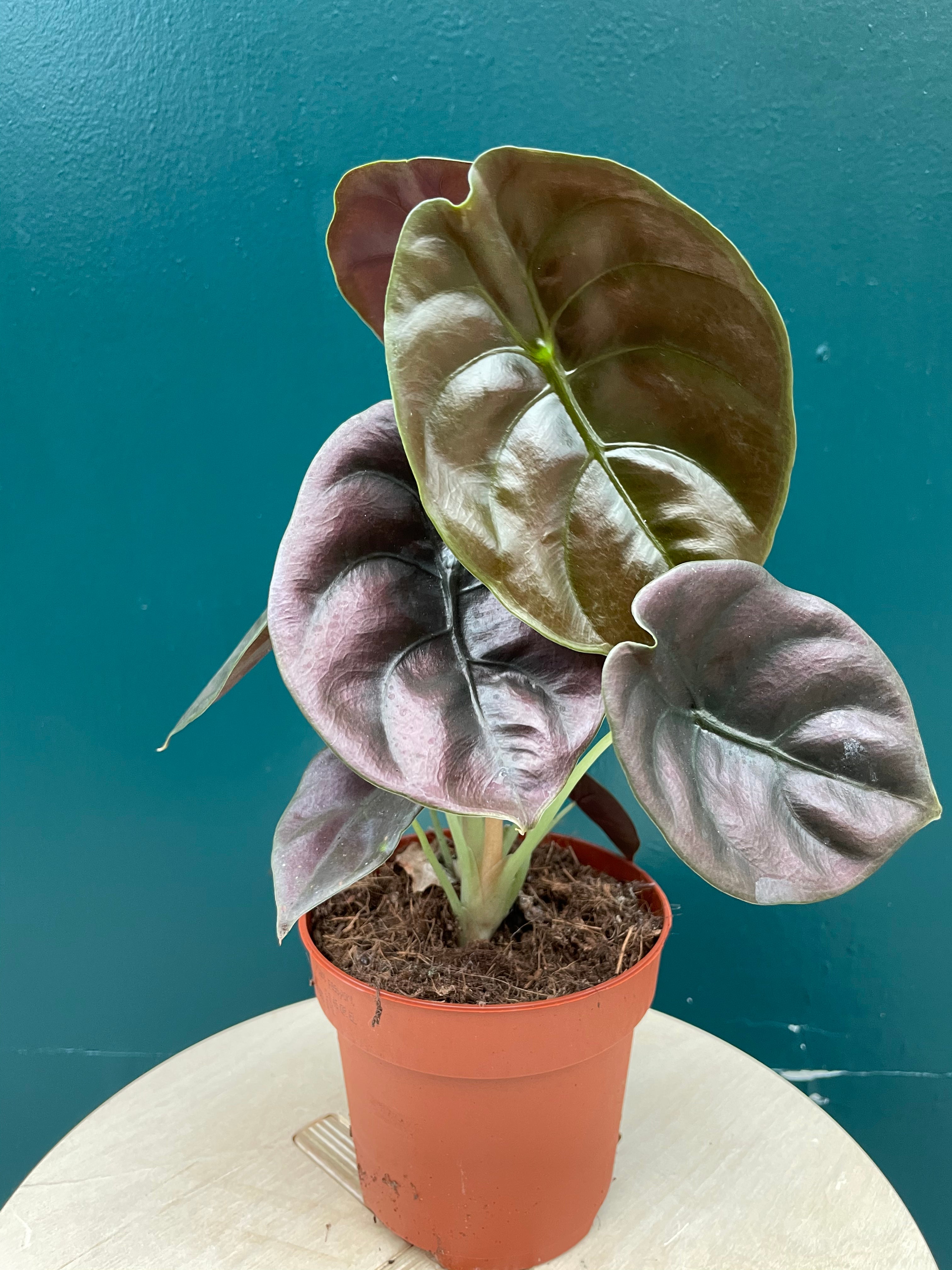 Alocasia cuprea Red Secret