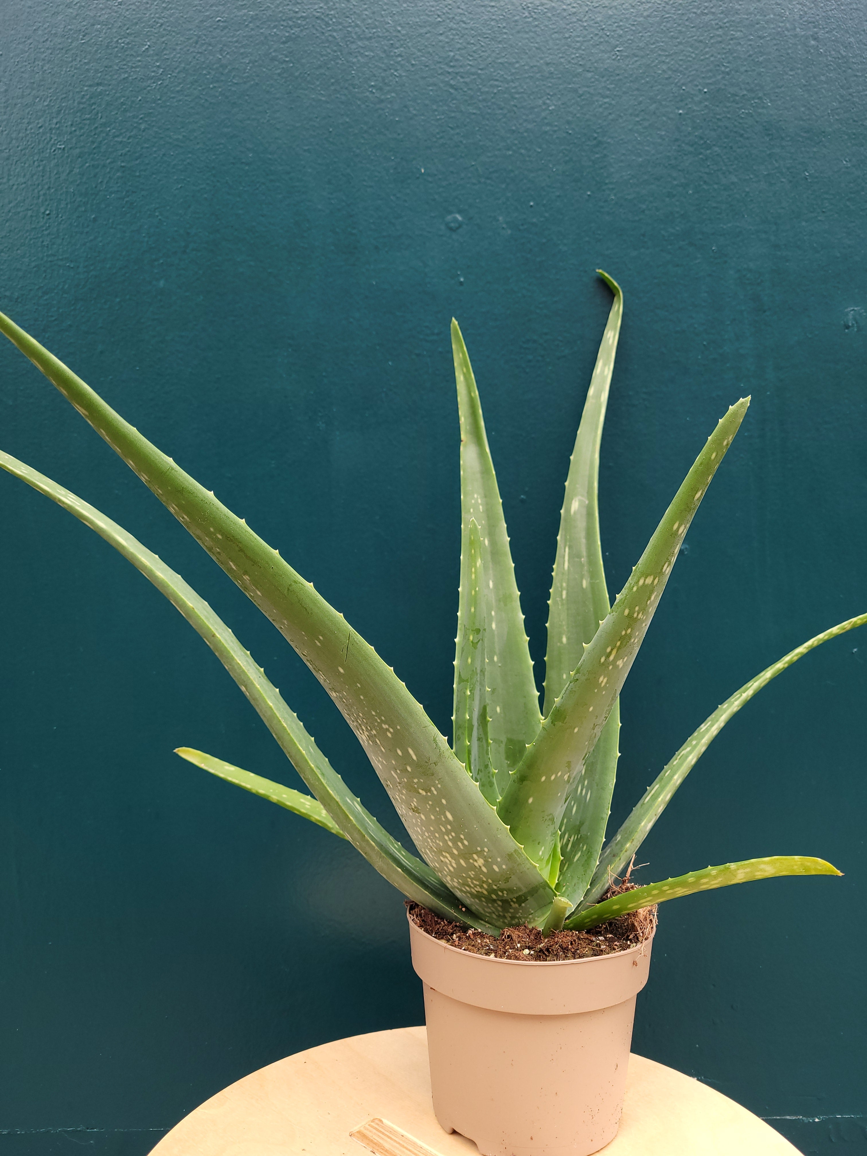 Aloe vera