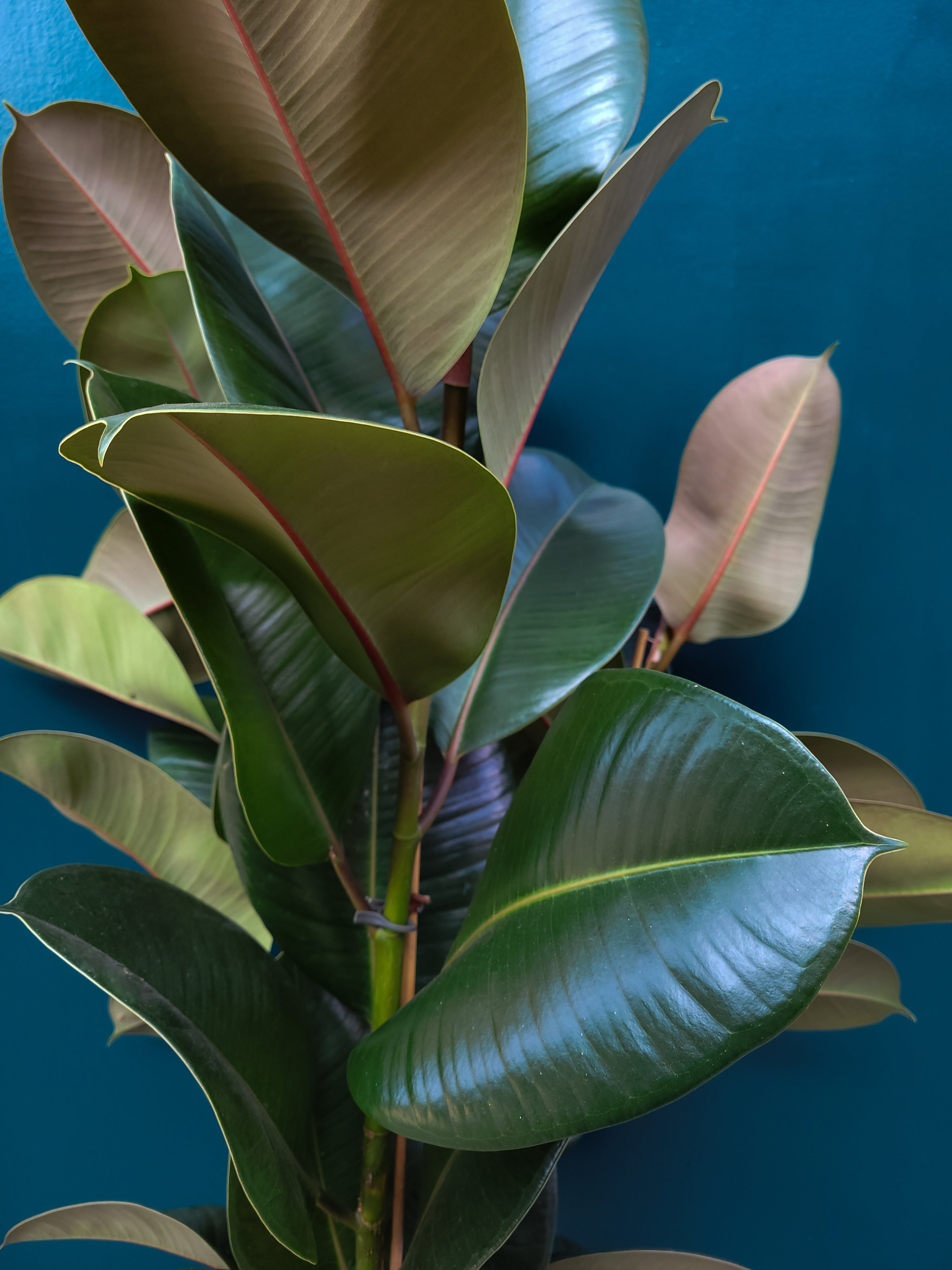Ficus el. Robusta