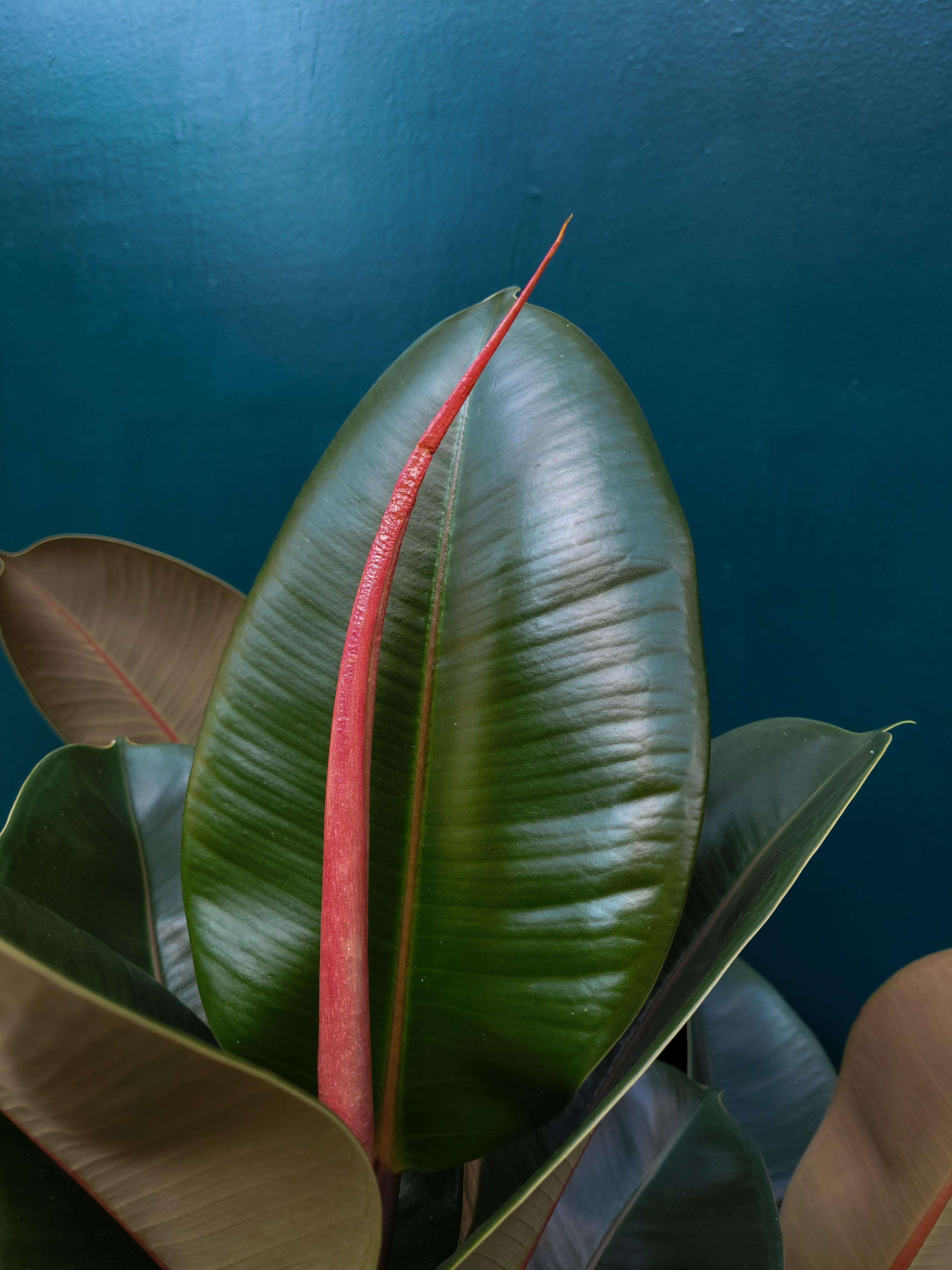 Ficus el. Robusta