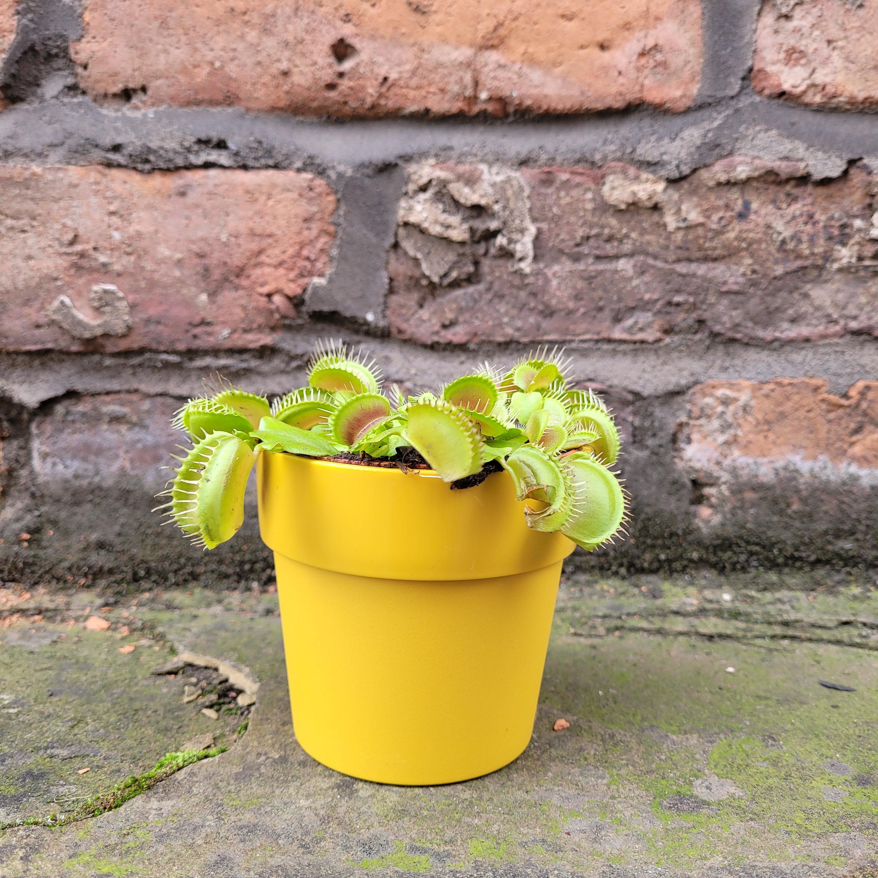 Dionaea Muscipula (Venus Fly Trap)
